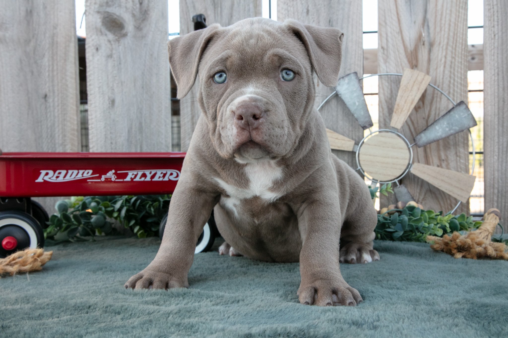 Ava - $1,650