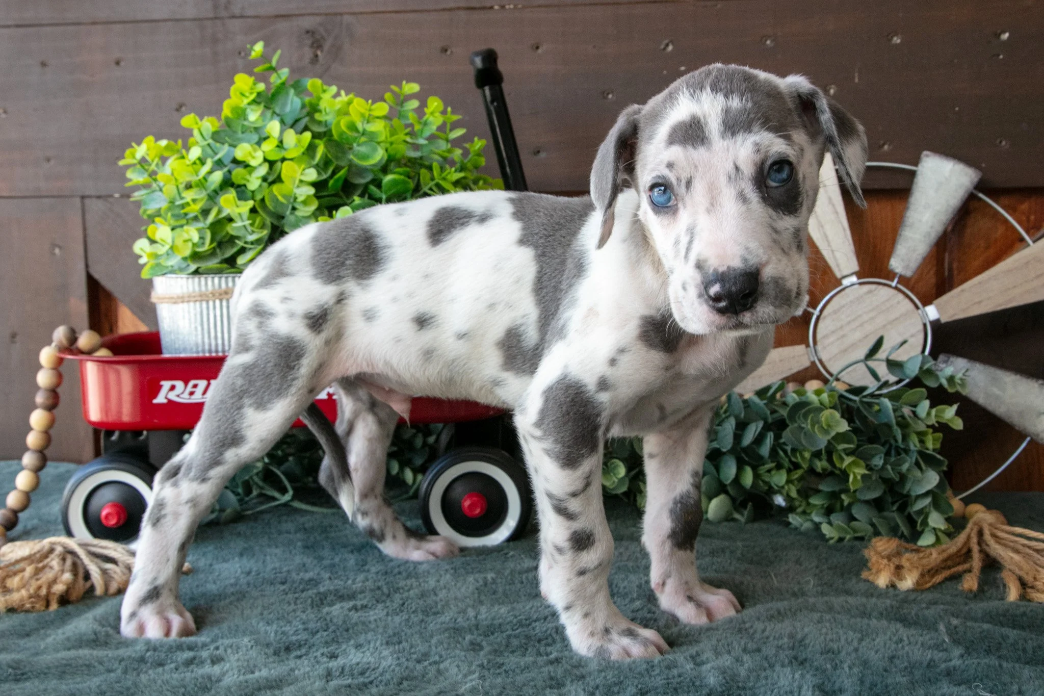 Buddy - $1,300
