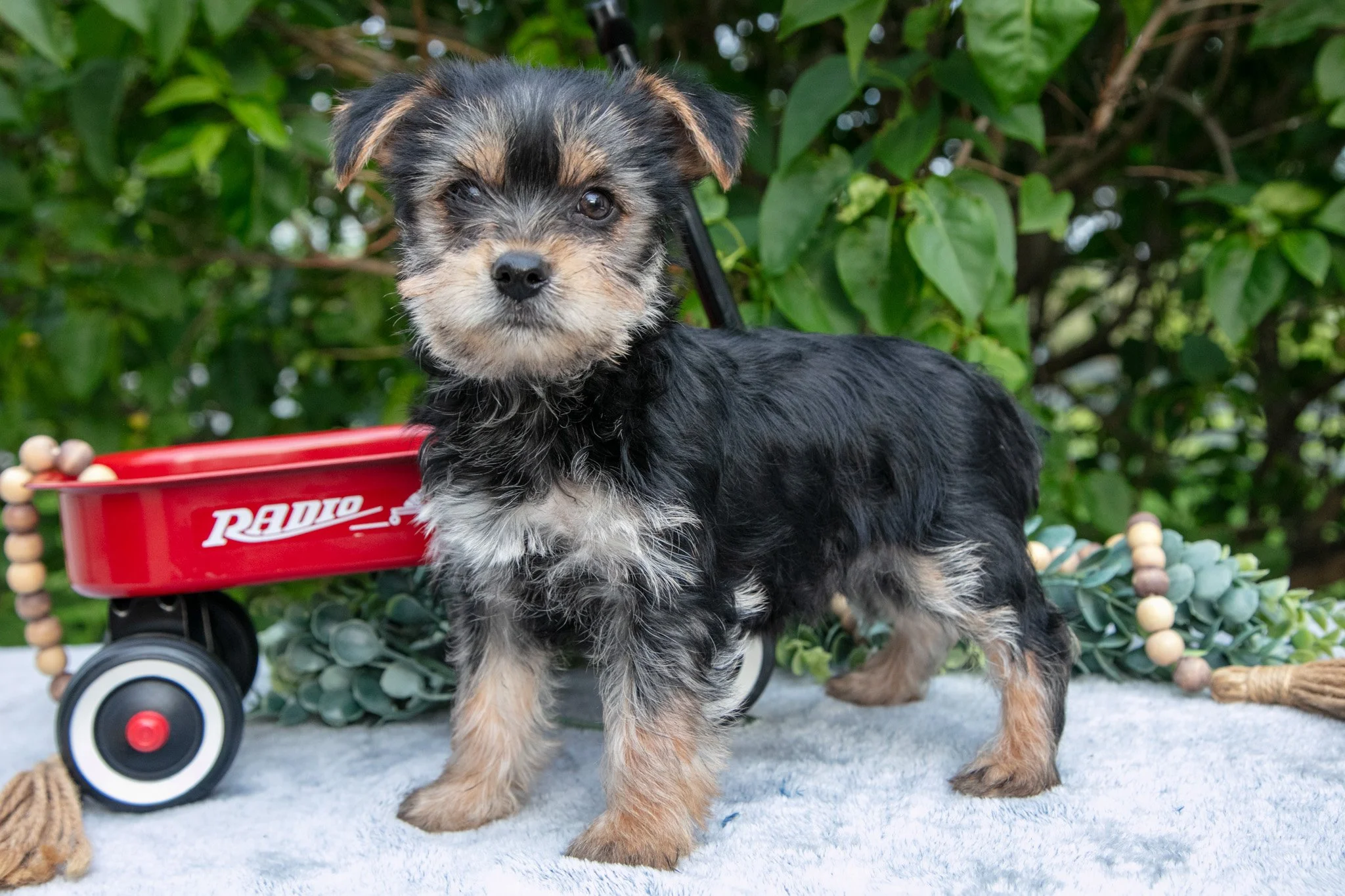 Elvis - $650