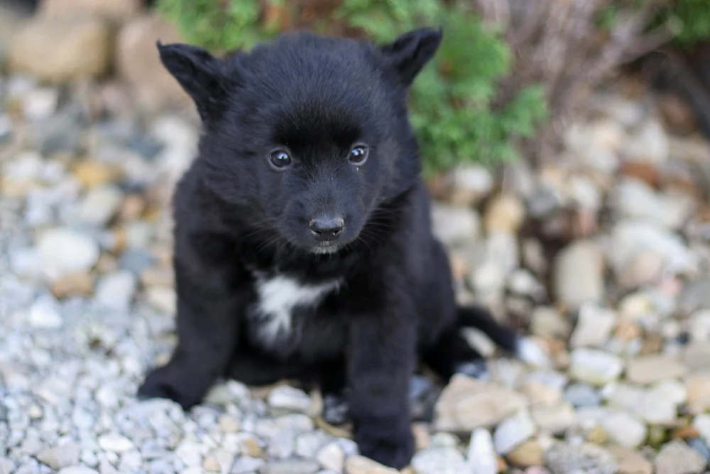 Labby - Sold — Evergreen Puppies