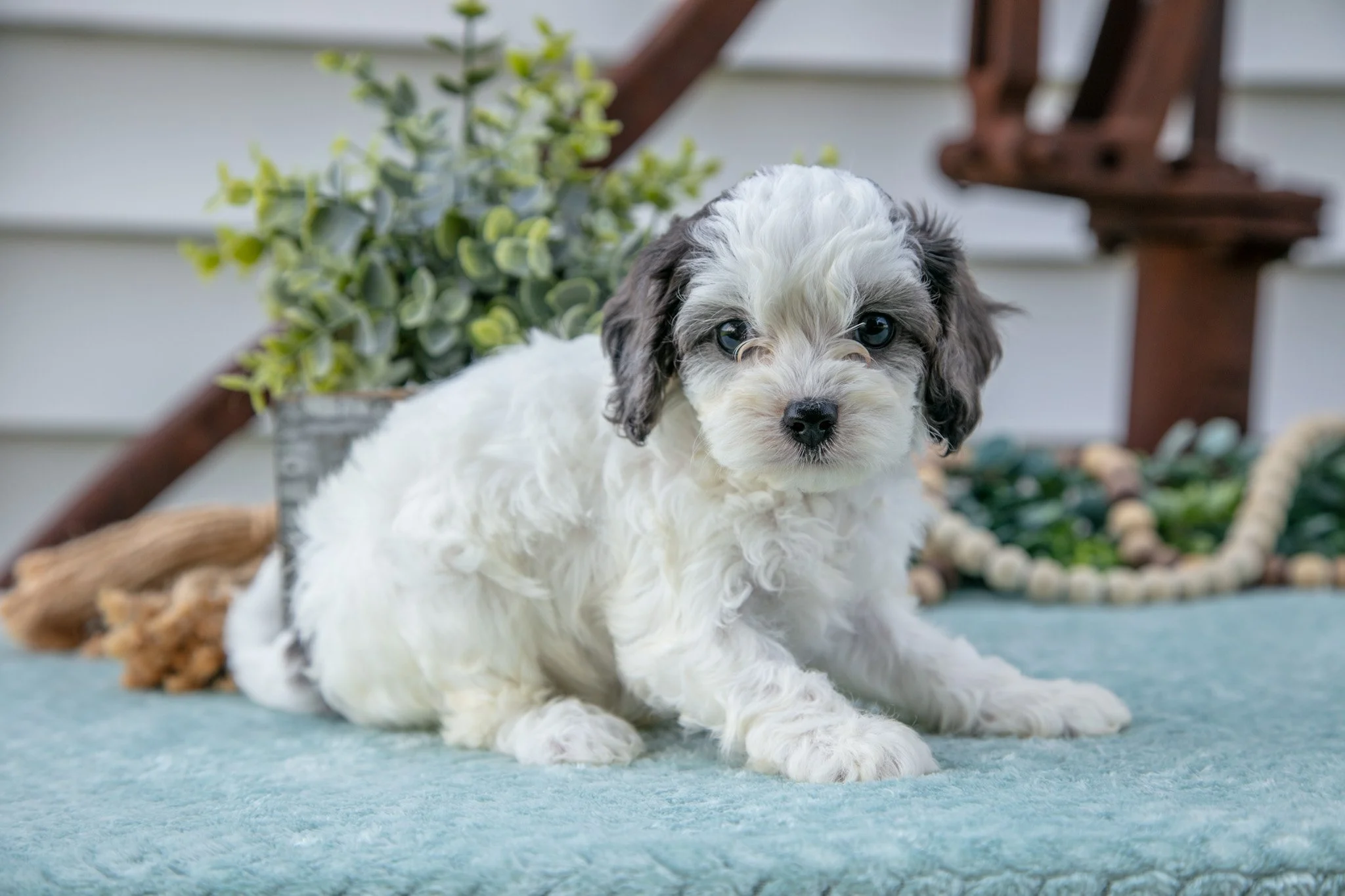 Pookie - $795