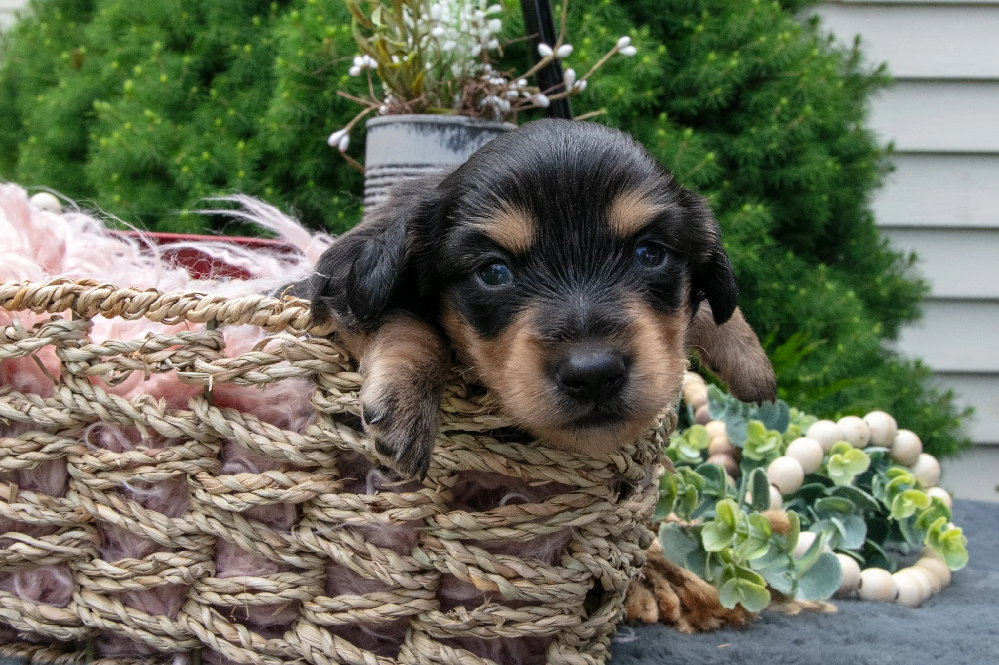 Chase - $1,300