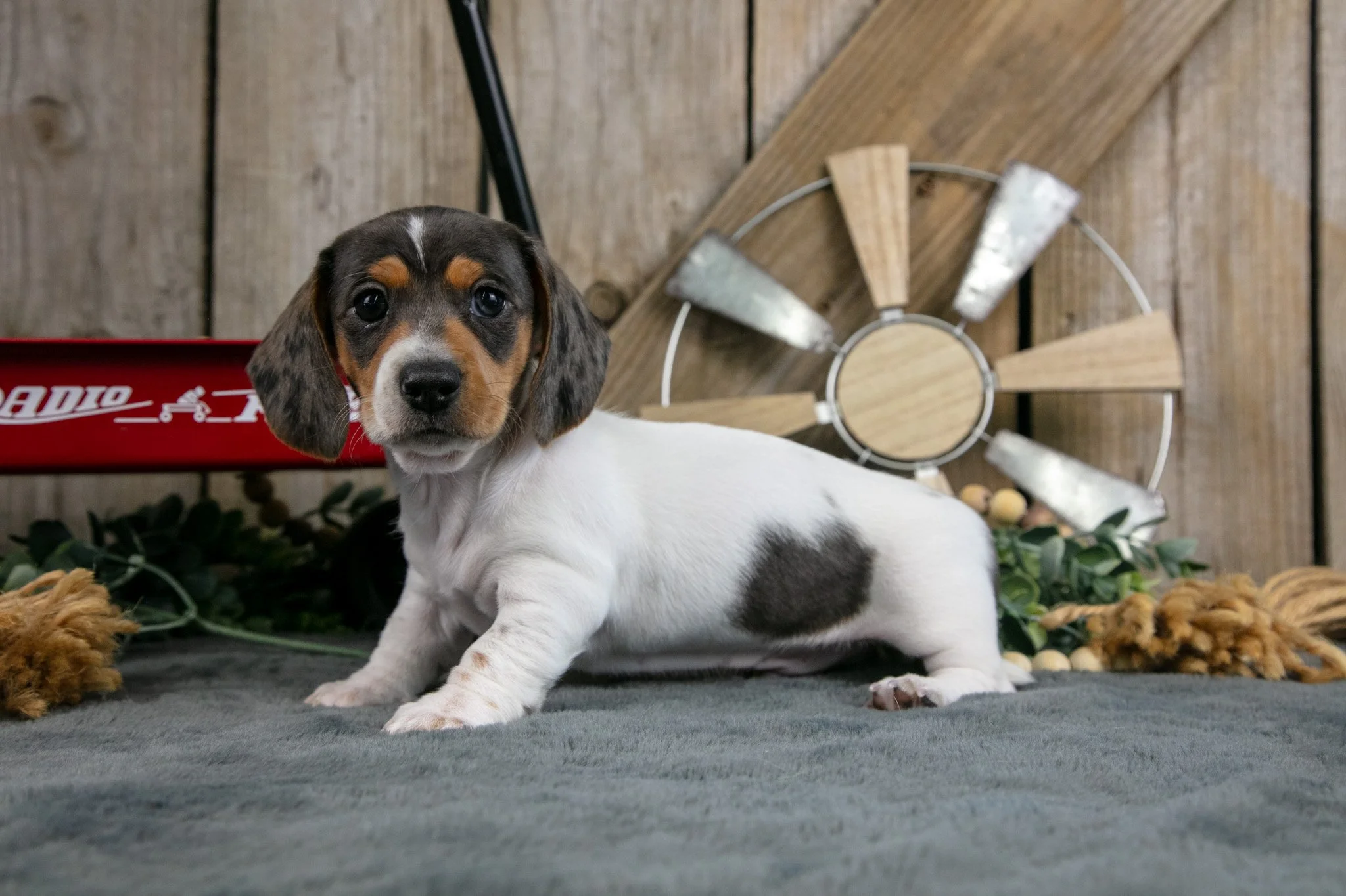 Gordy - $1,300