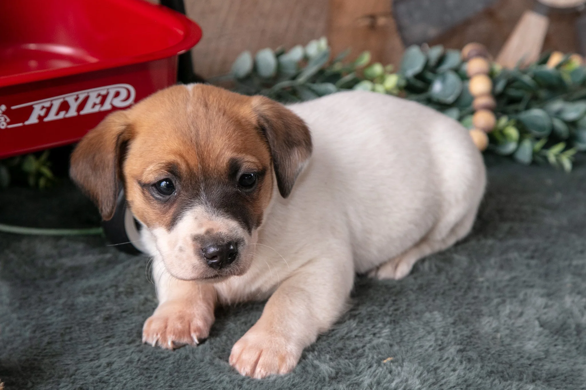 Pepper - $400