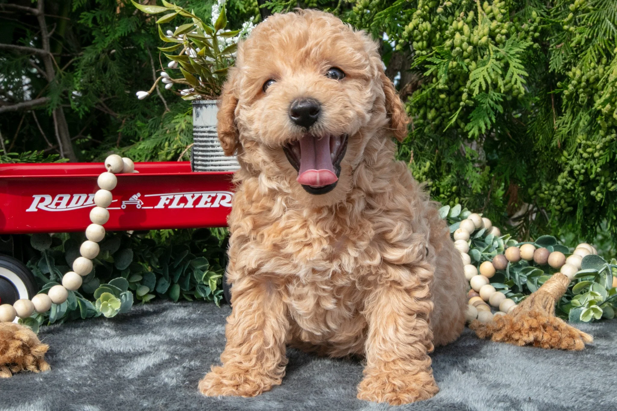 Brewster - $550