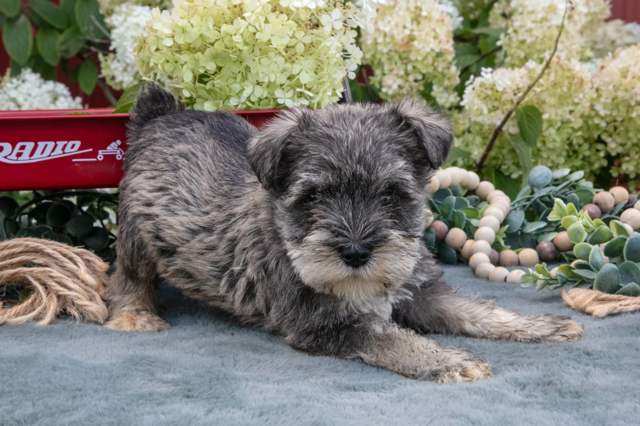 Ace - $950