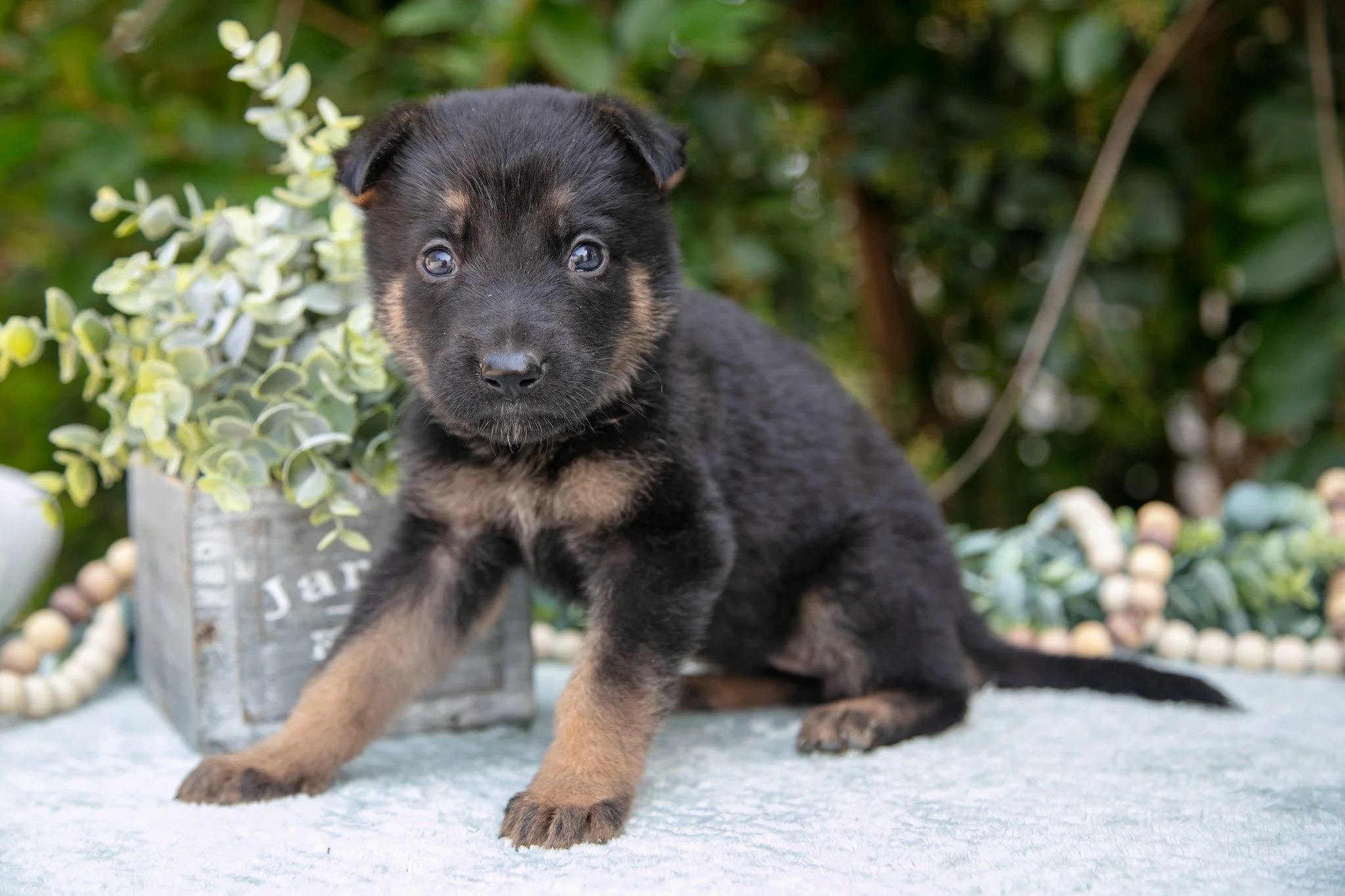 Mika - $550