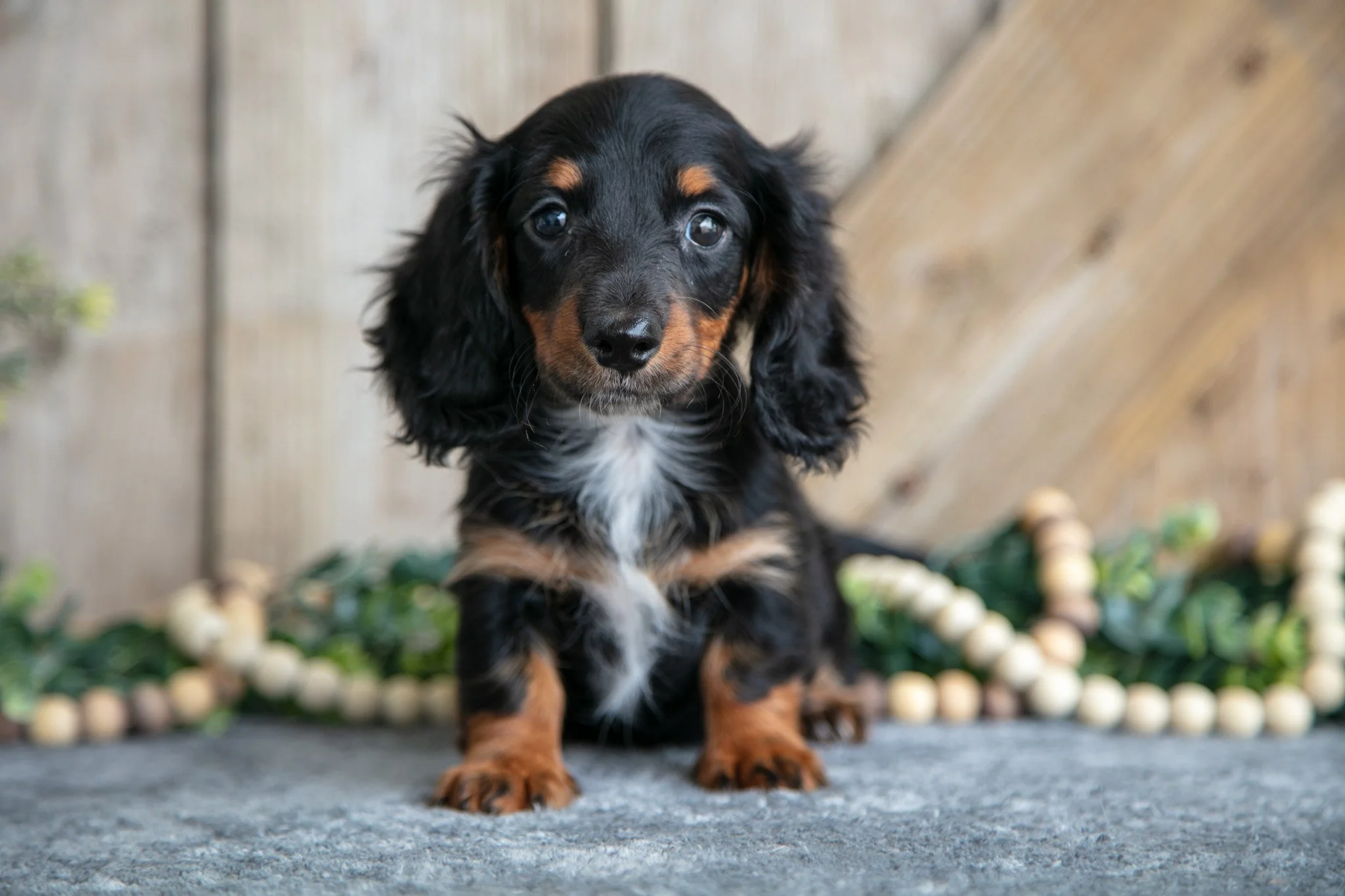 Gracie - $975
