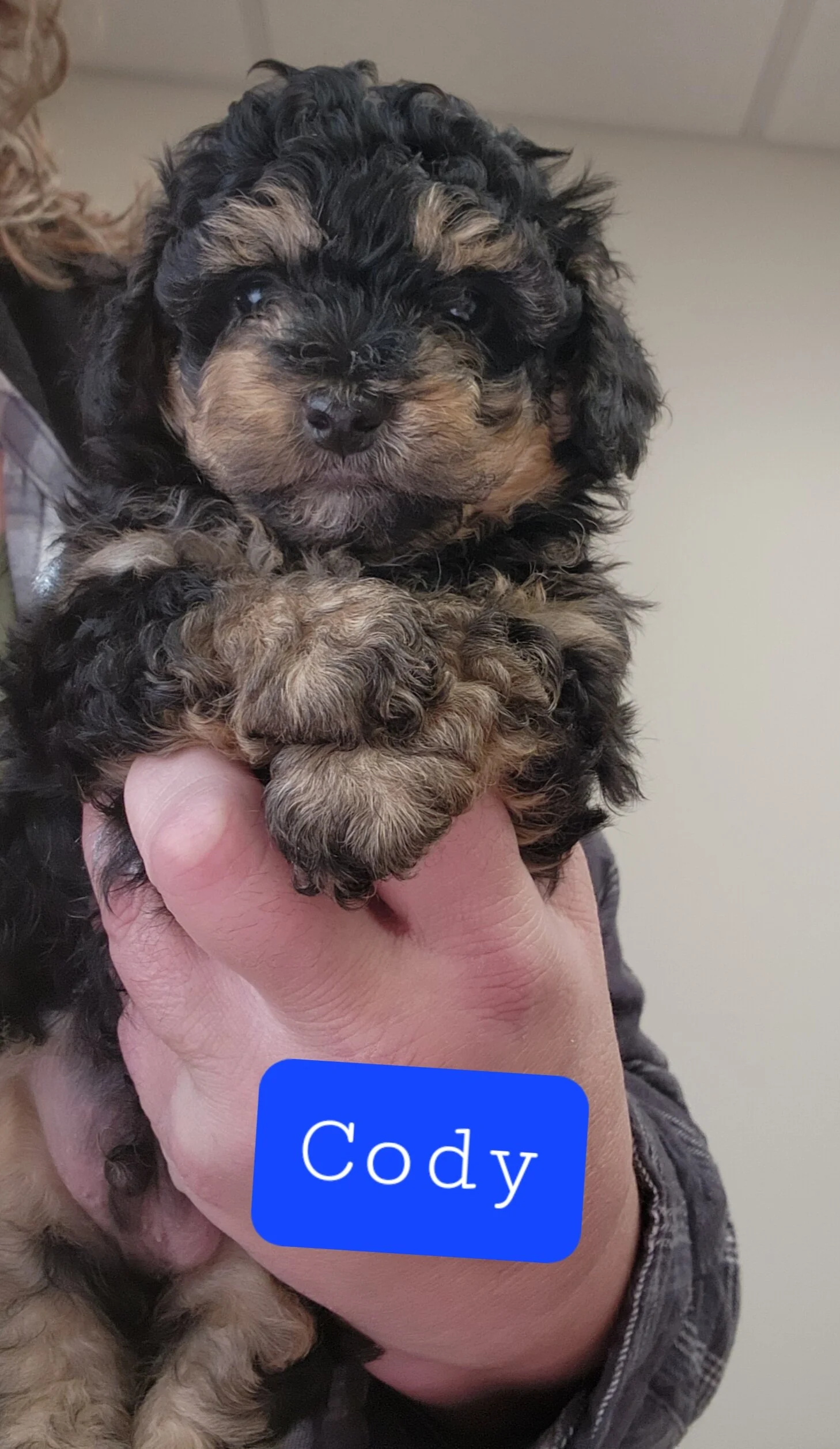 Toy Poodle — Evergreen Puppies