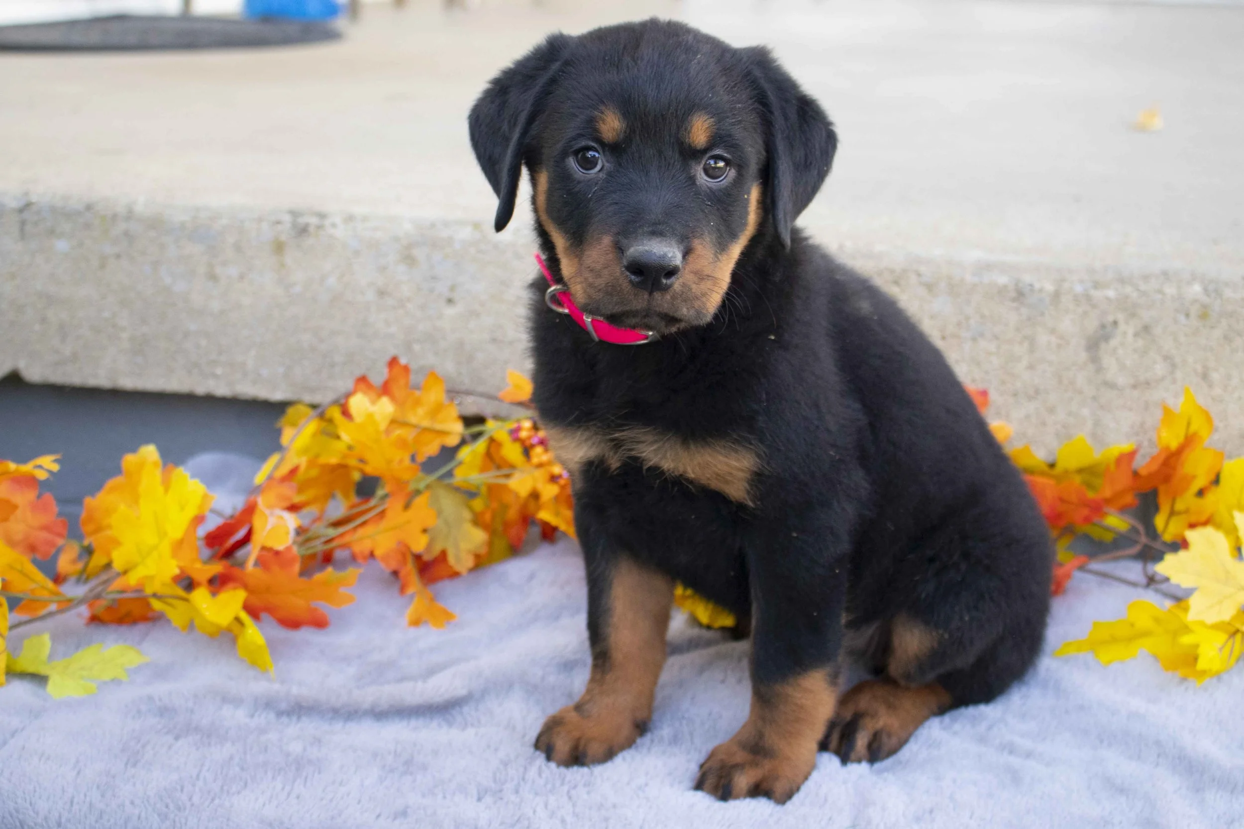 Rottweiler — Evergreen Puppies