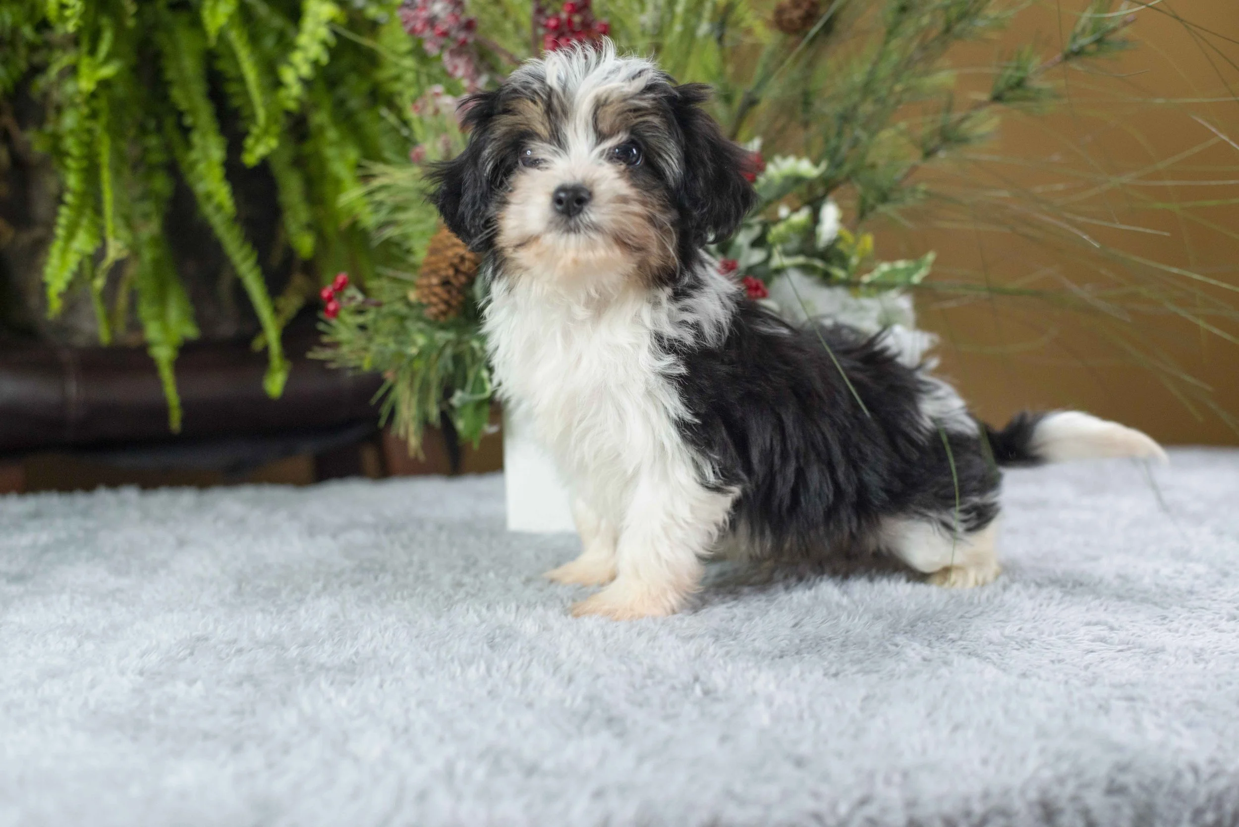 Cavachon — Evergreen Puppies