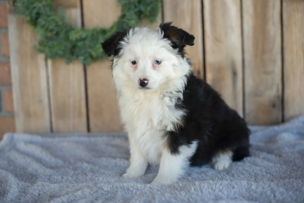 Miniature australian shepherd breeders near me