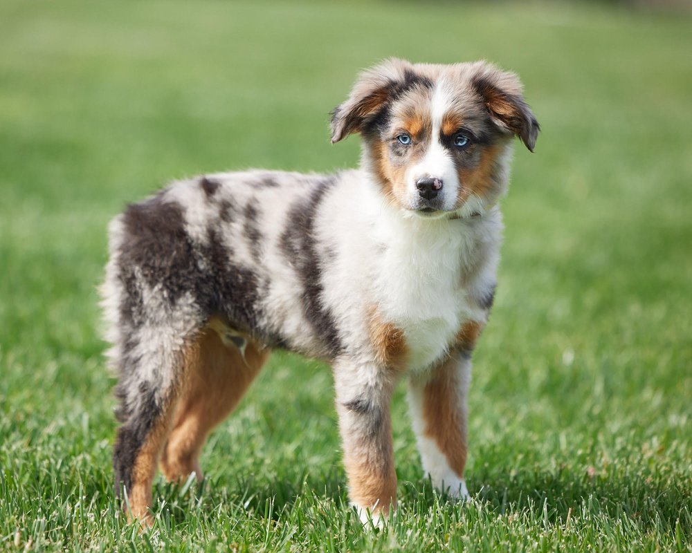 miniature-australian-shepherd-puppies-for-sale-puppies-available-now