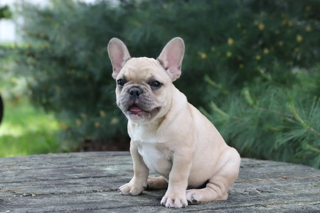 Coupe-Bordures Bulldog Evergreen - Lame Acier - Manche Aluminium 81cm - Pour Pelouse Et Parterres