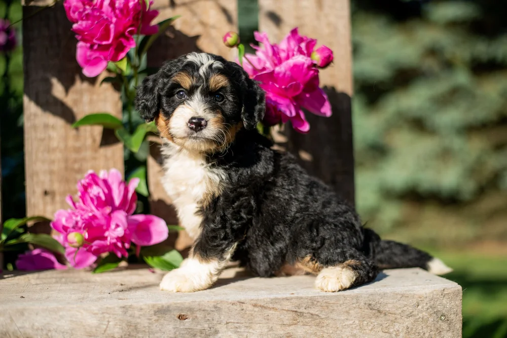 Mini Bernedoodle — Evergreen Puppies