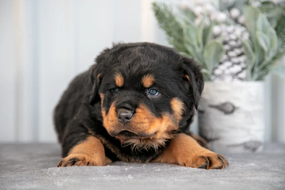Rottweiler — Evergreen Puppies