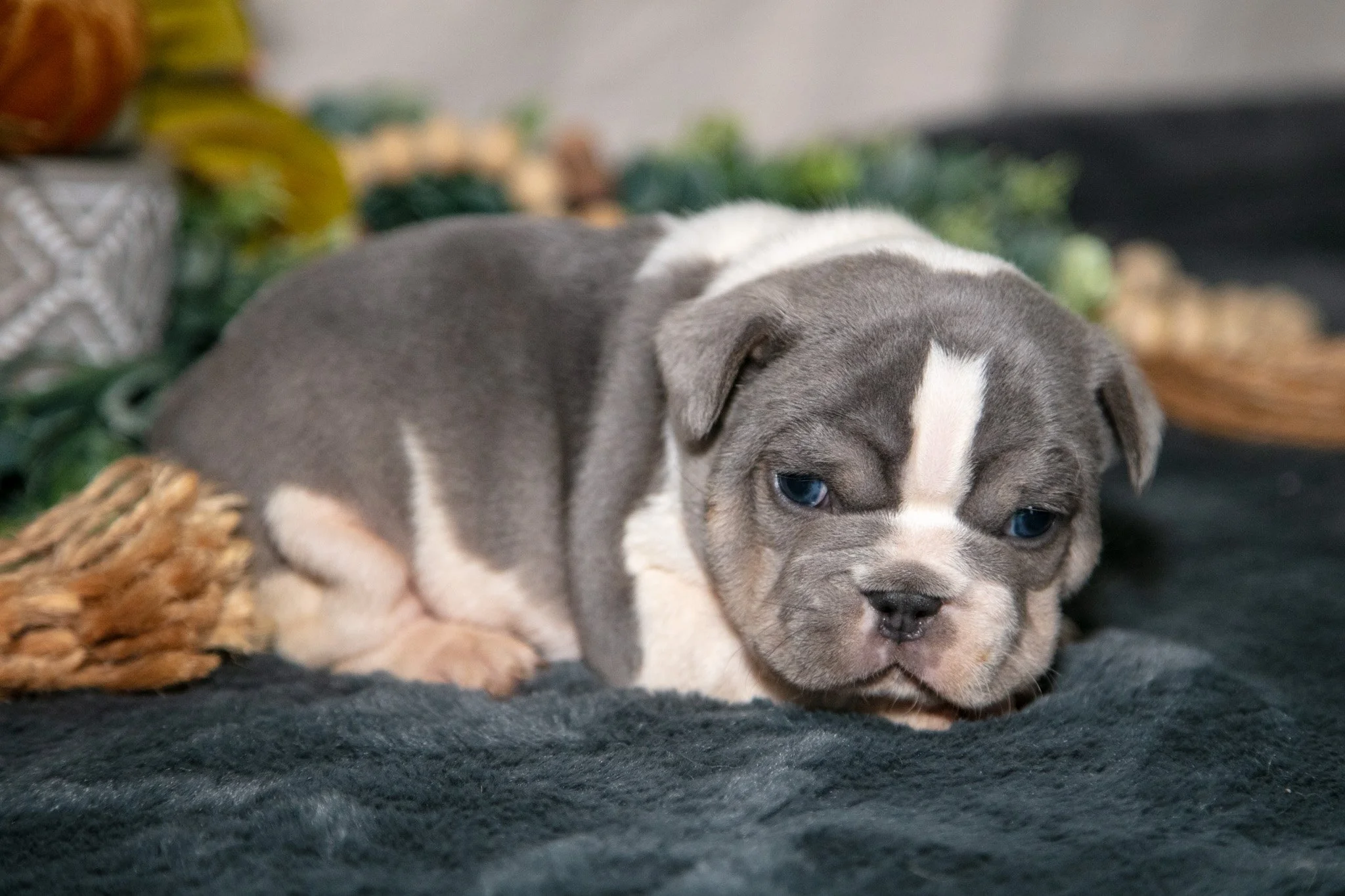 Chunk - $1,250