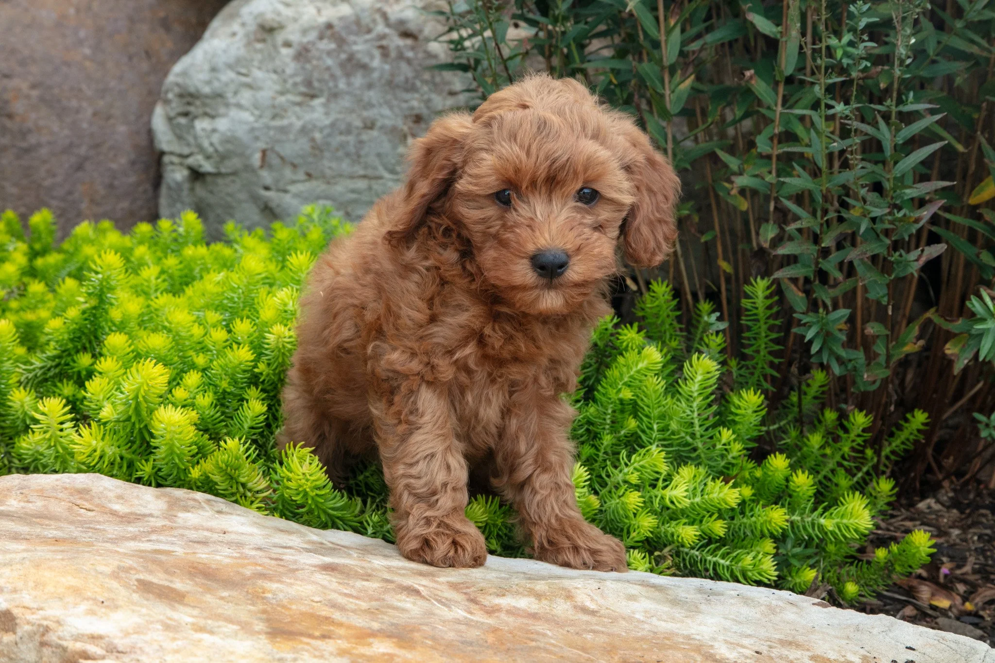 Trudy - $500