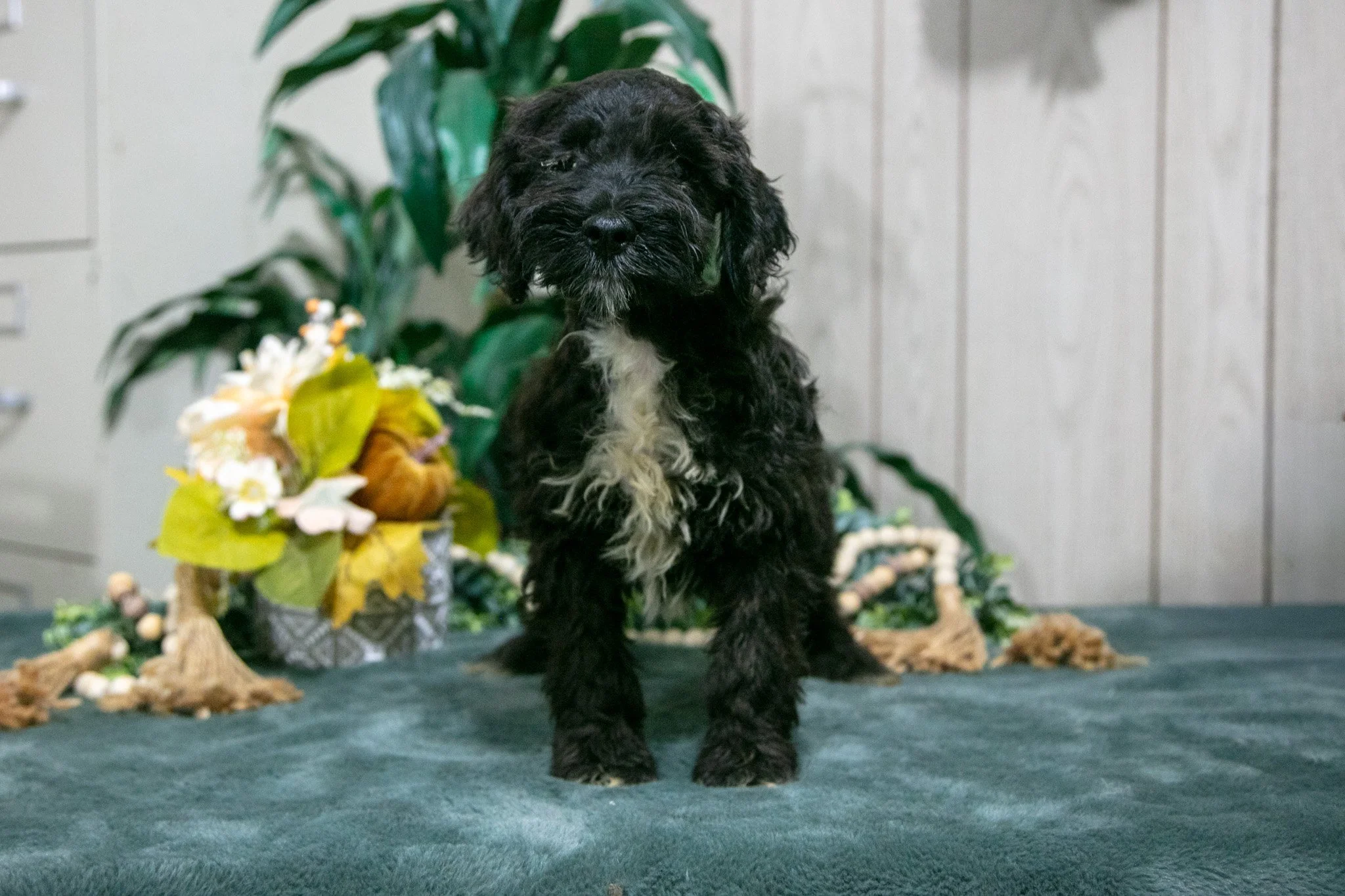 Kylo - $700