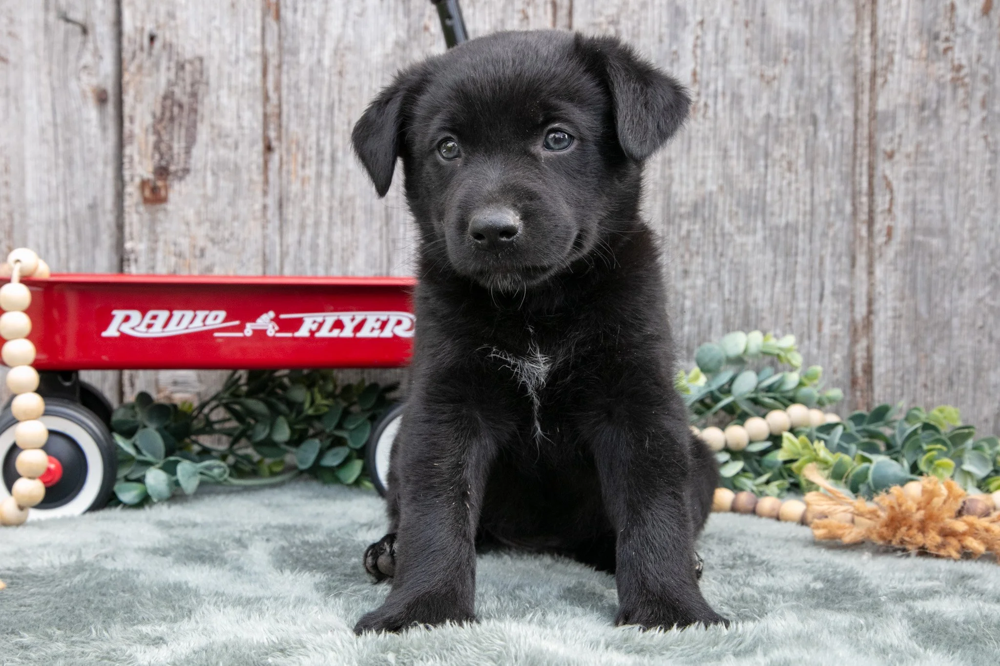 Sancho - $500