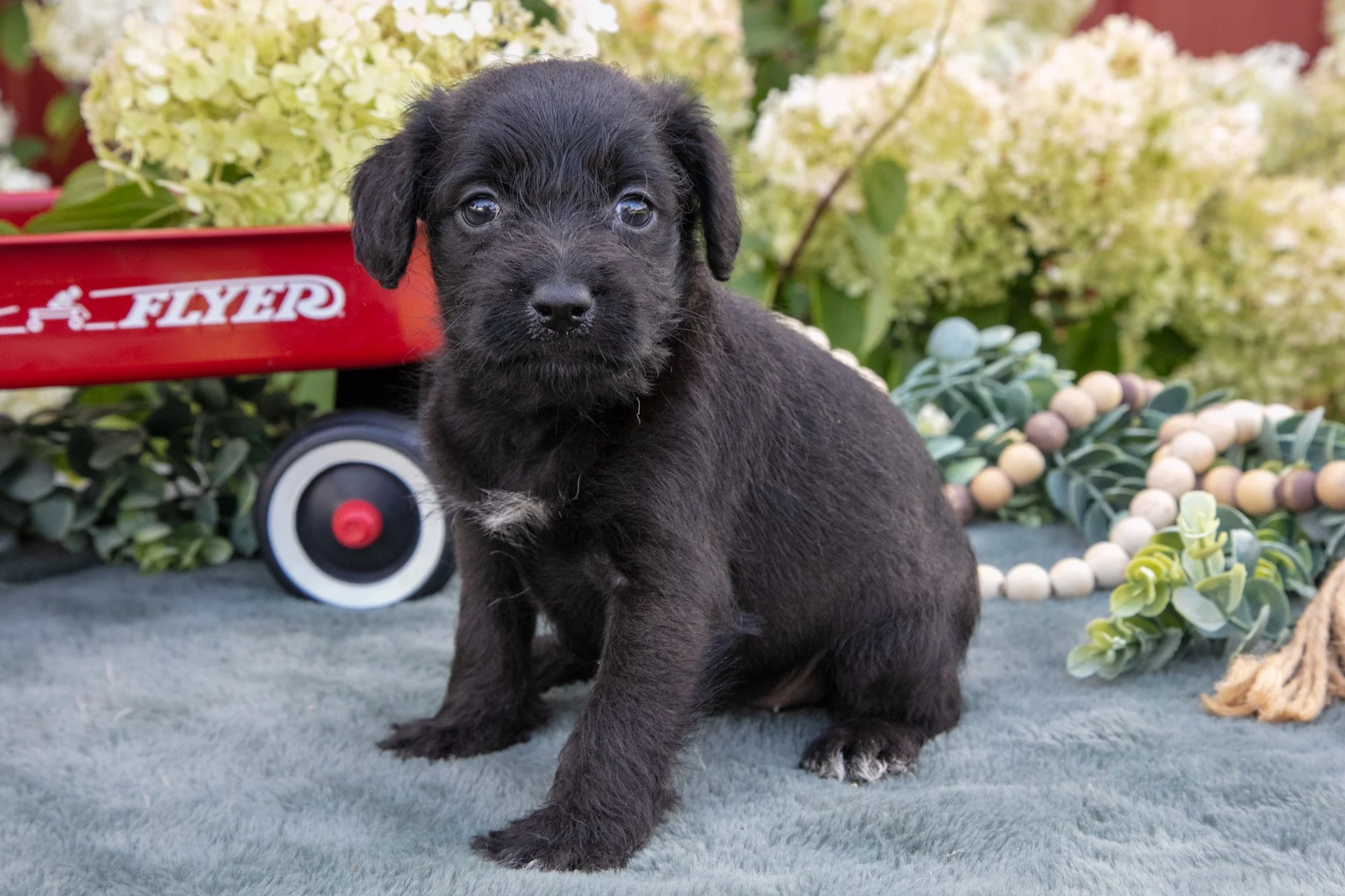 Hallie - $750
