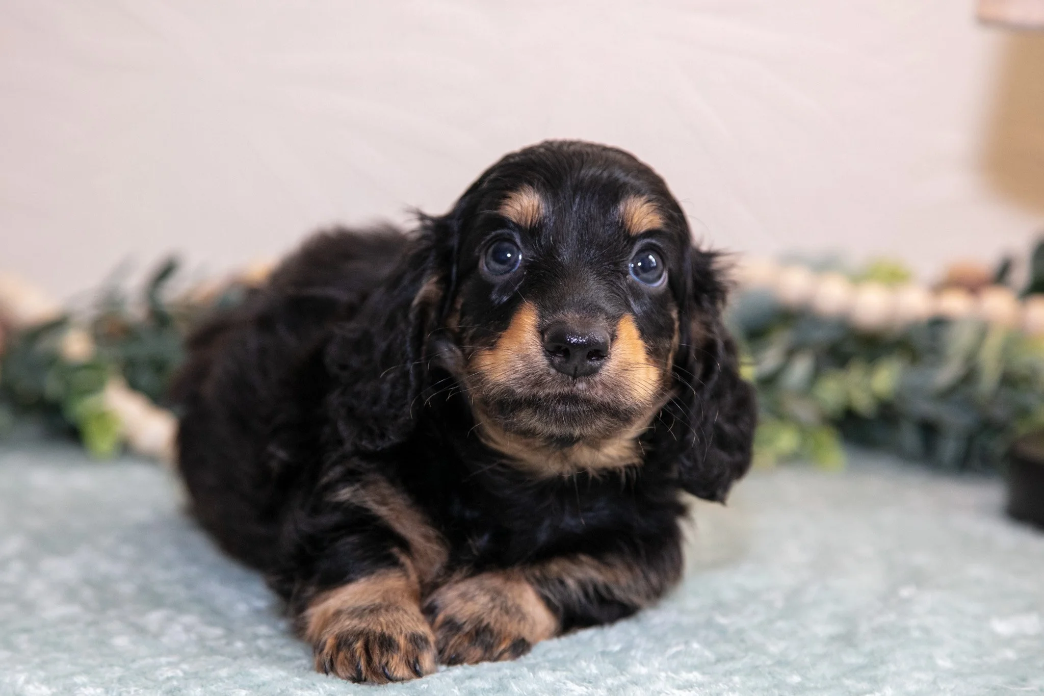 Kody - $1000