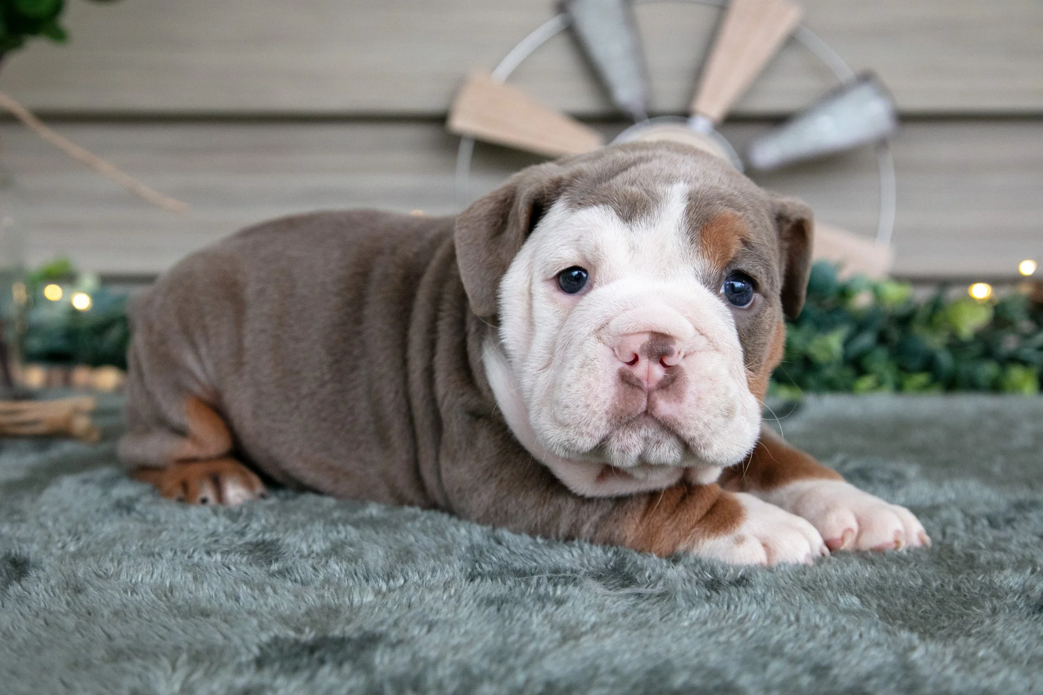 Sugar - $1,500