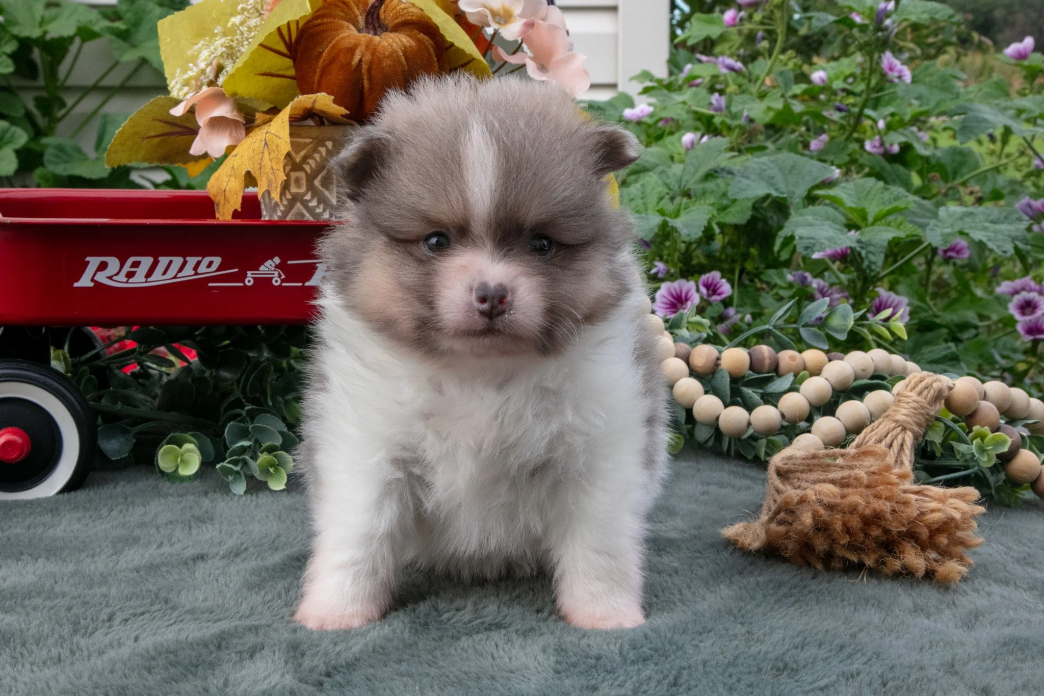 Stuart- $900