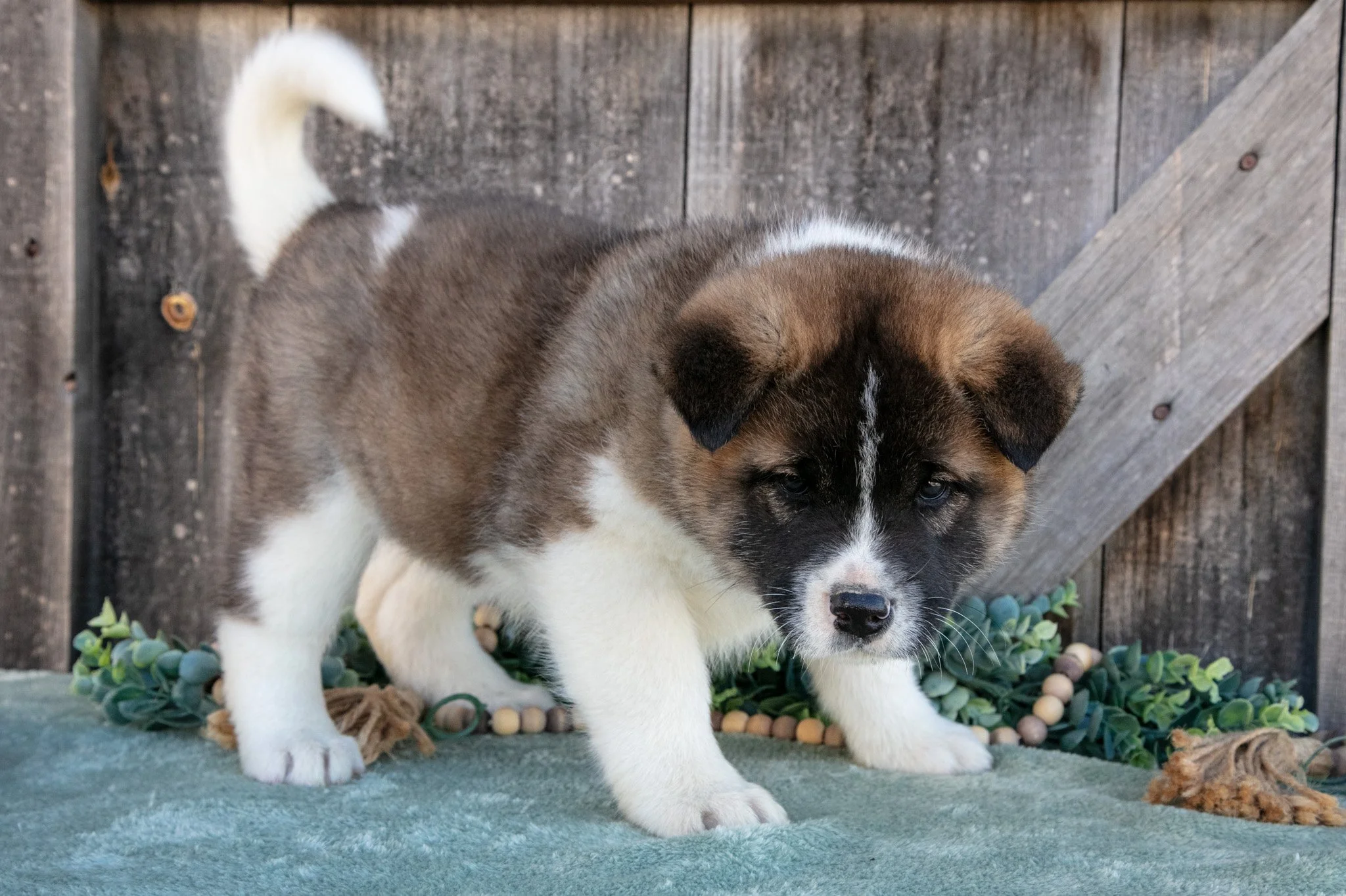 Spencer - $700