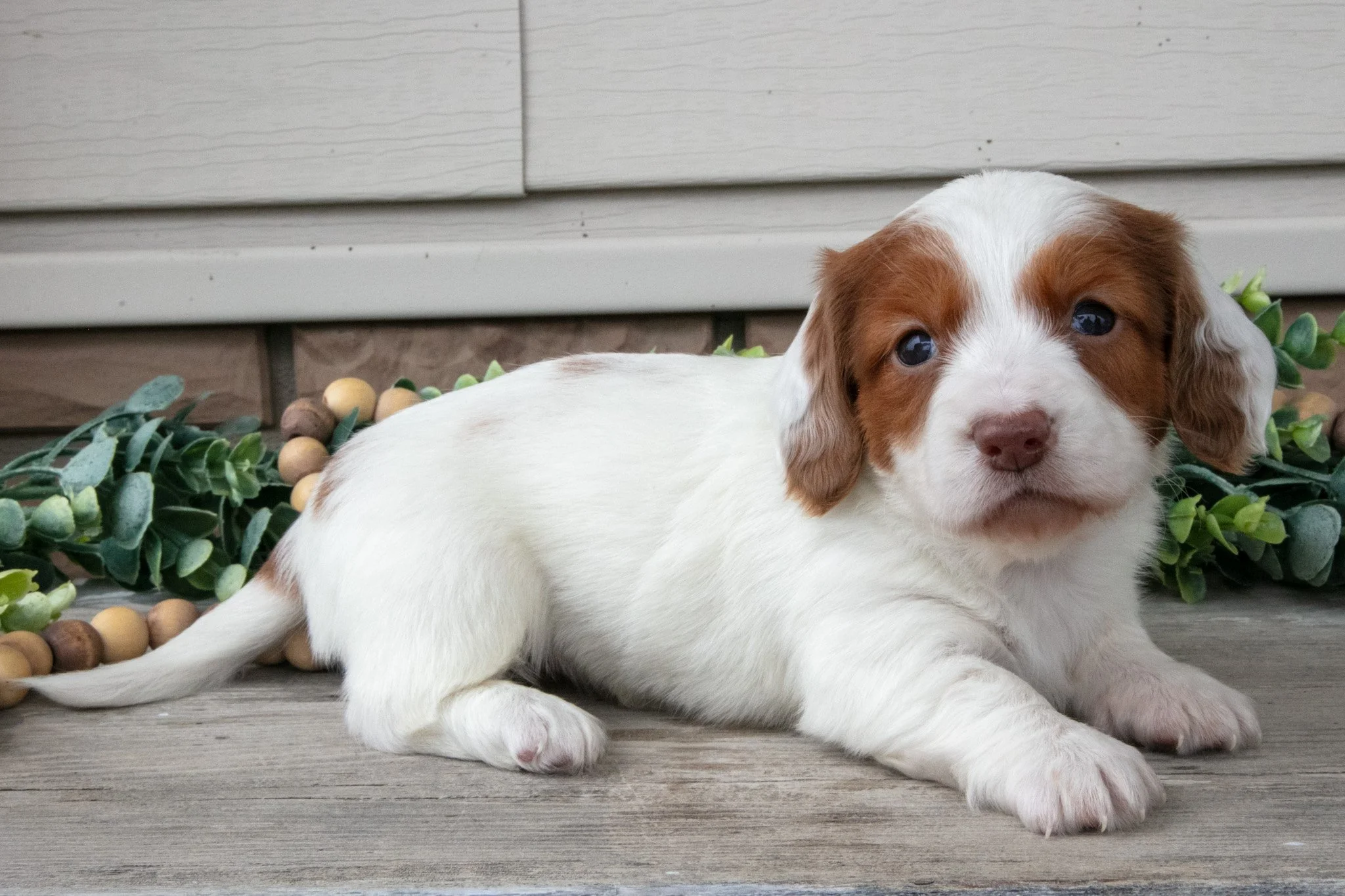 Lassie - Sold