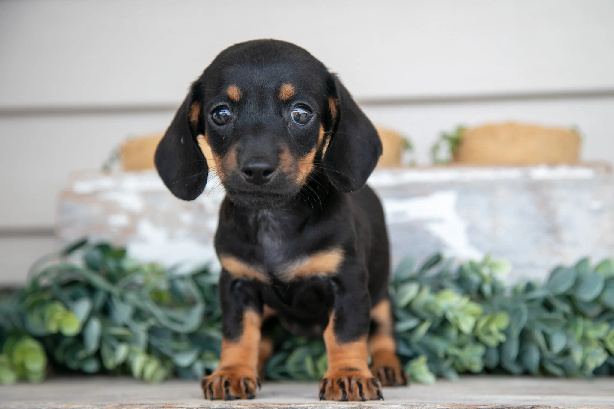 Lucy - $850