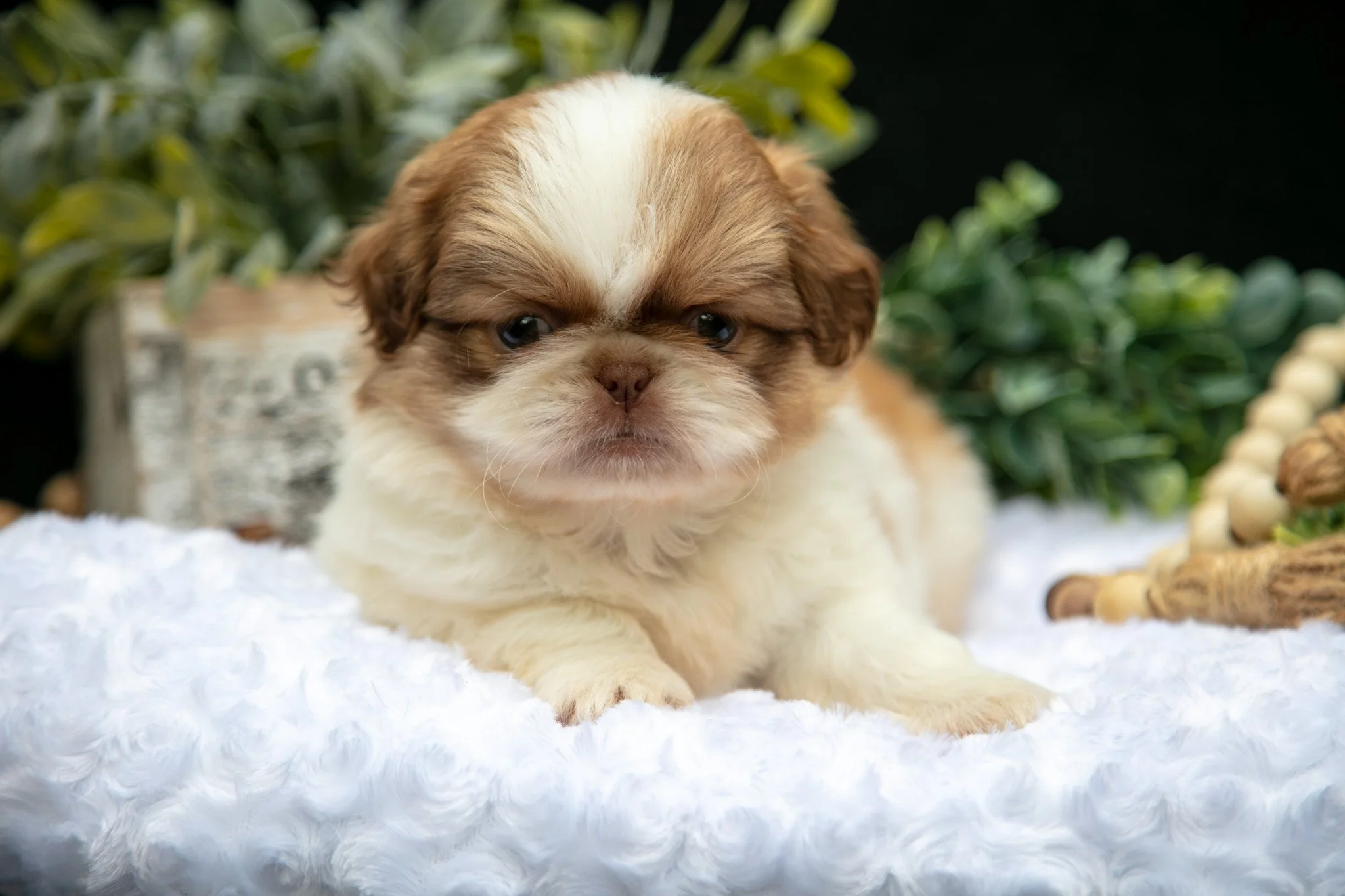 Teddy - $900
