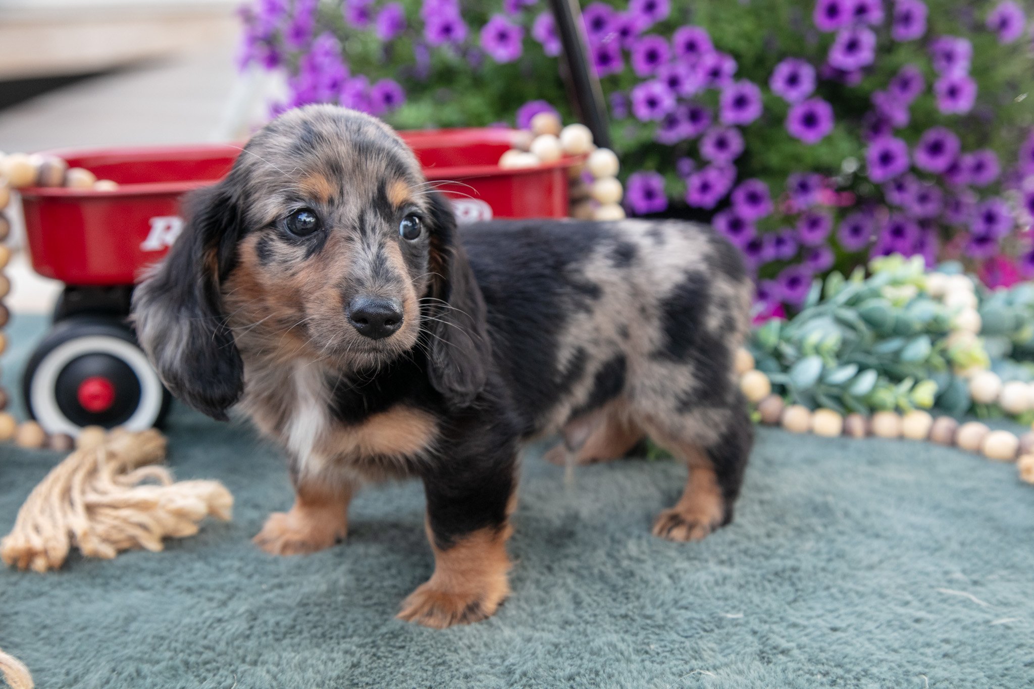 Jackson - $1,800