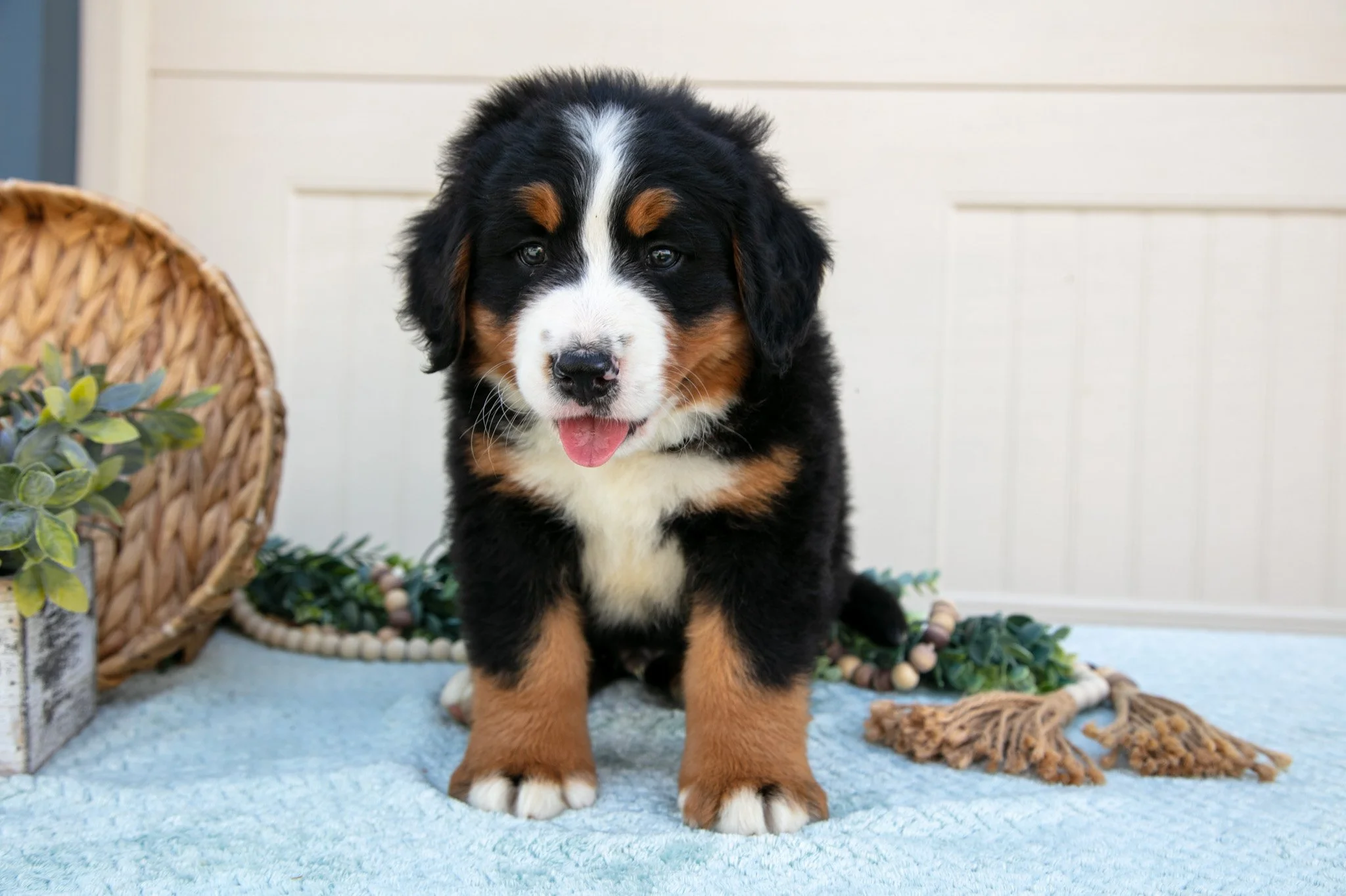 Baxter - Sold