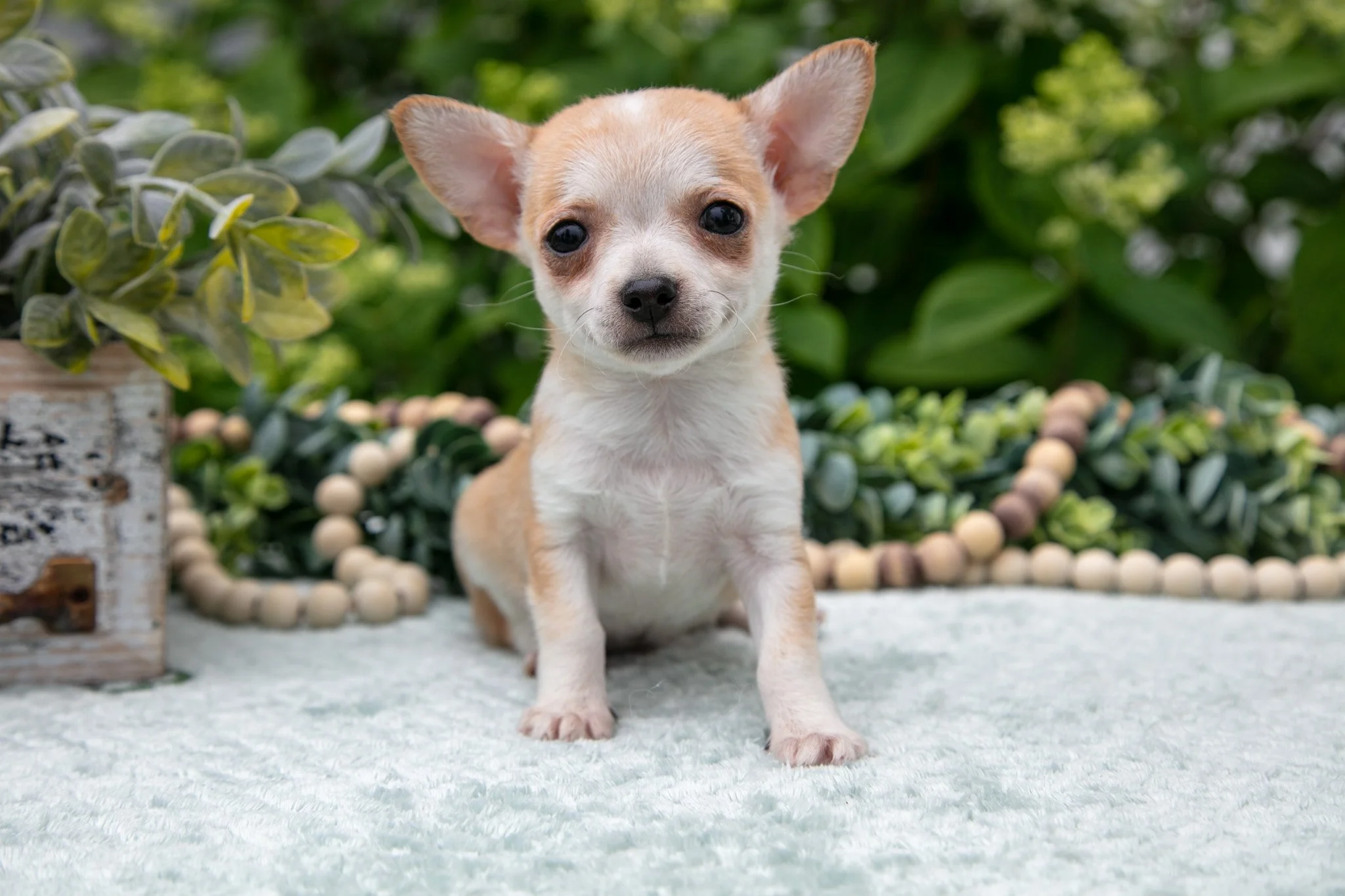 Peanut Butter - $895