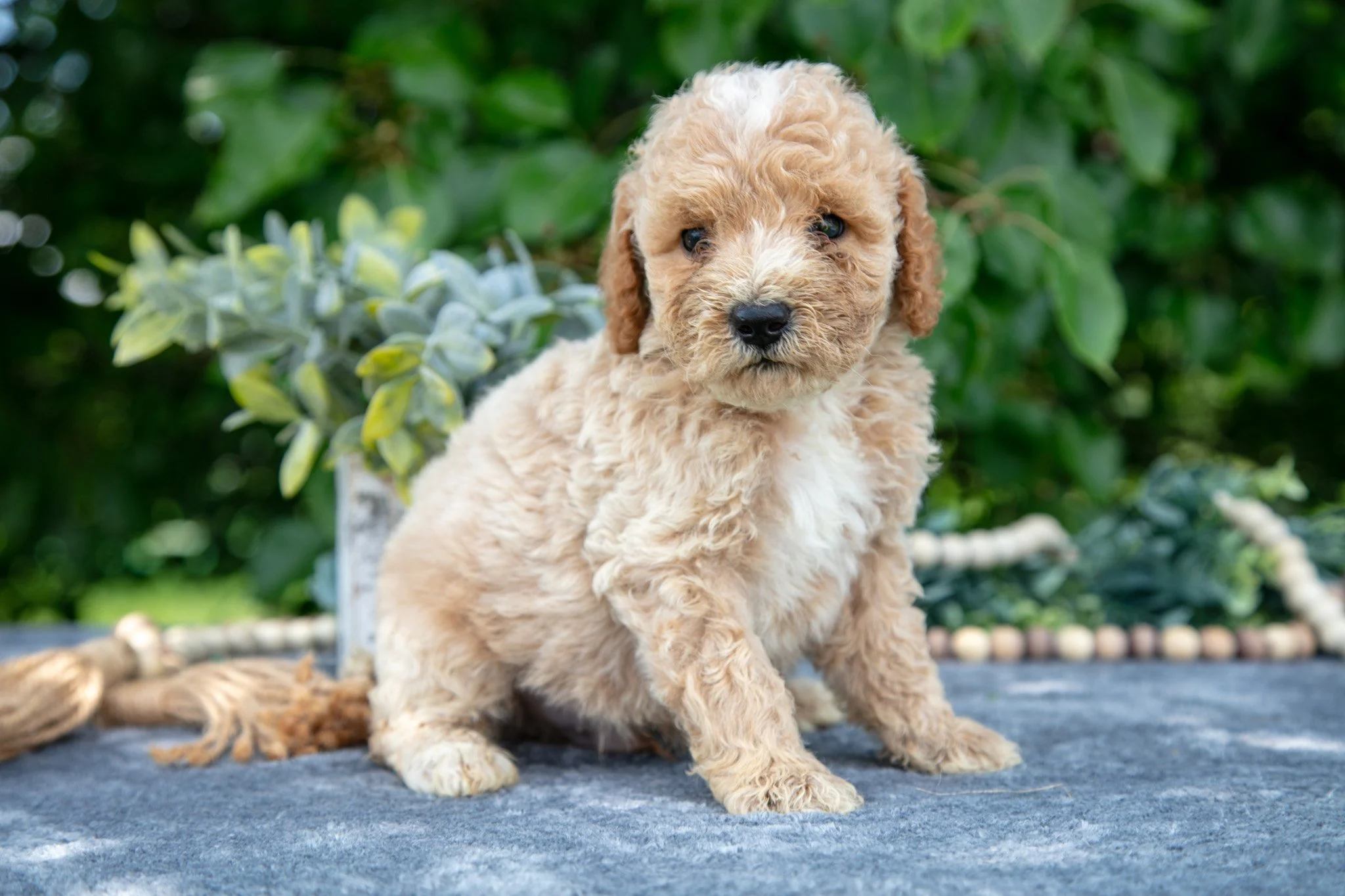 Wyatt - $595