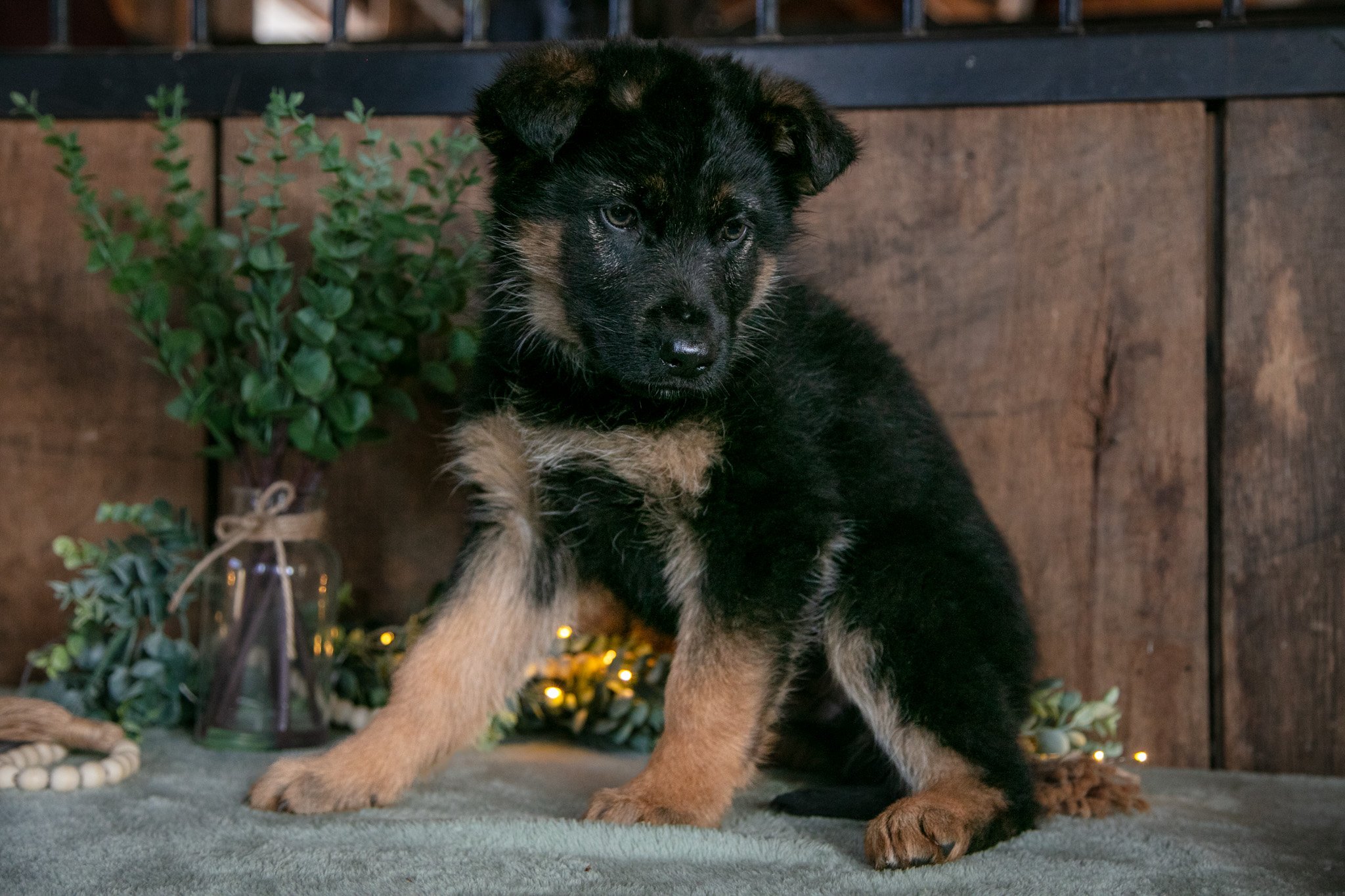 Buster - Sold
