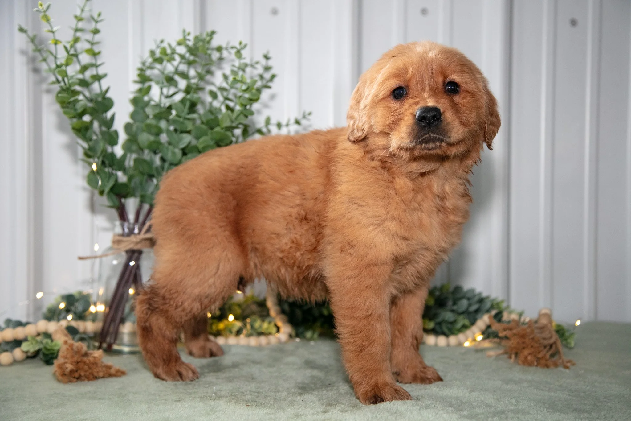 Heidi - $650