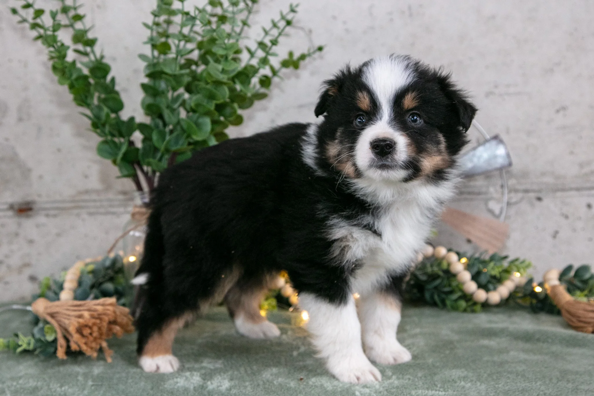 Spencer - $450