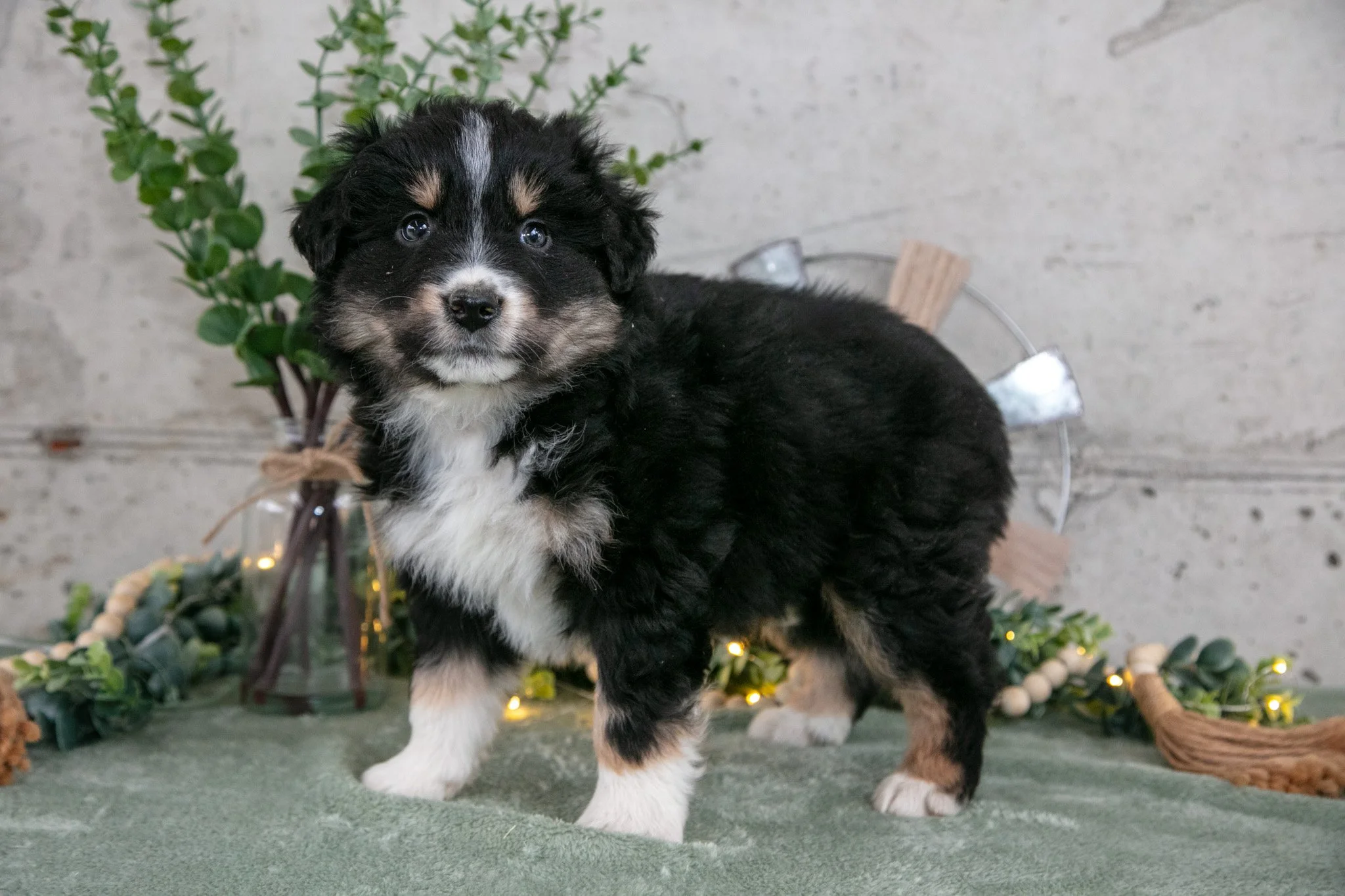 Sully - $450