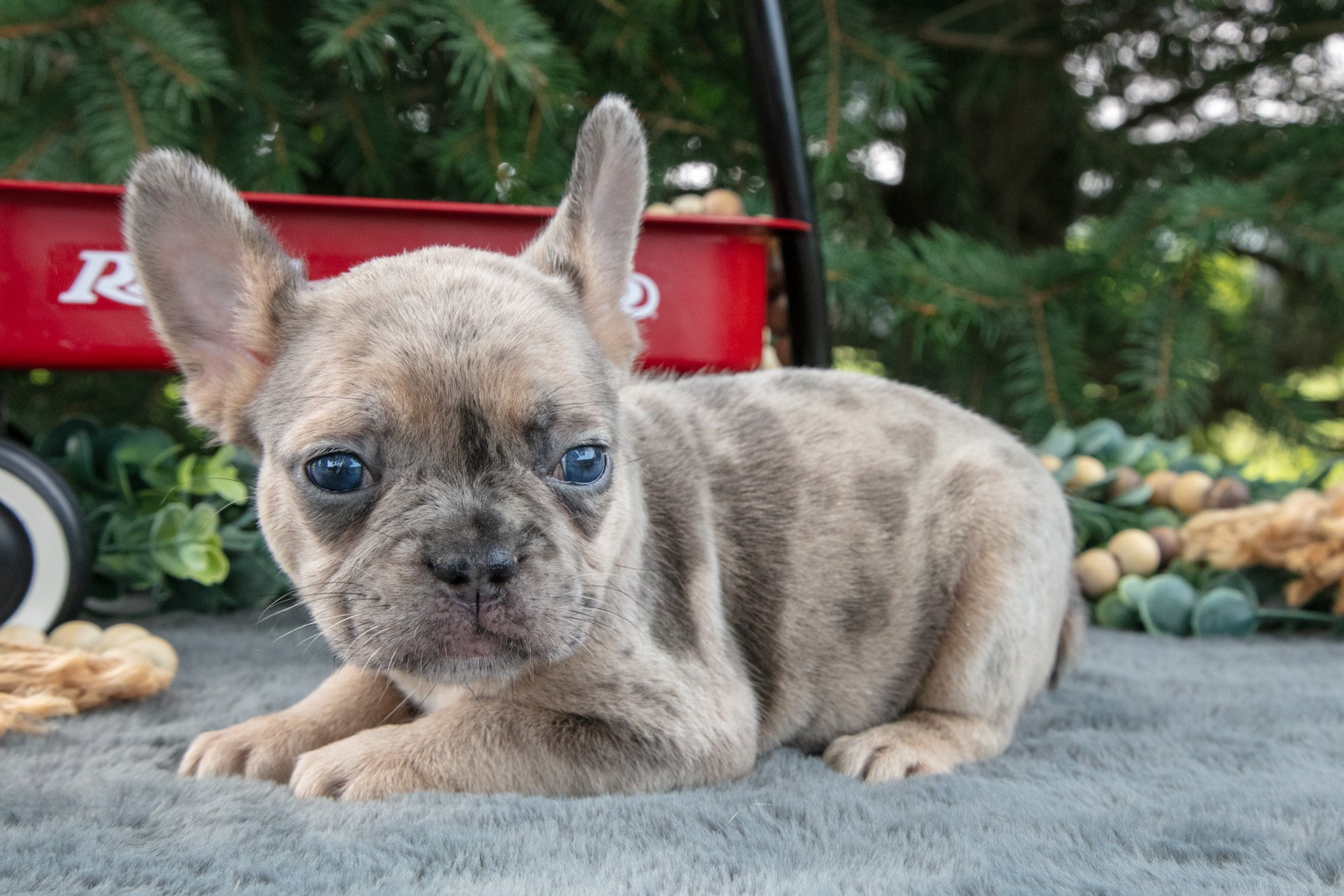 Frances  - $1,500