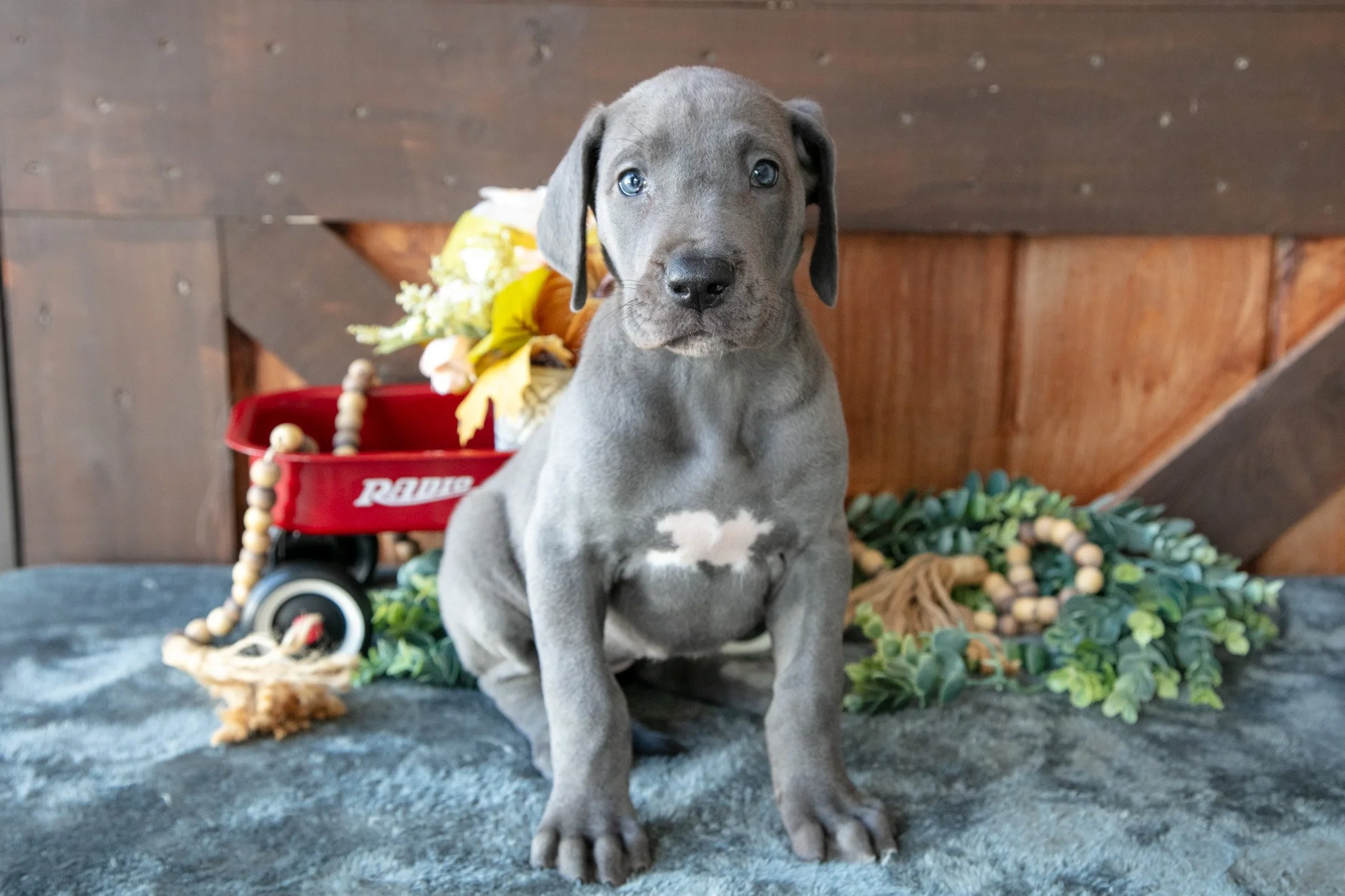 Misty - $900