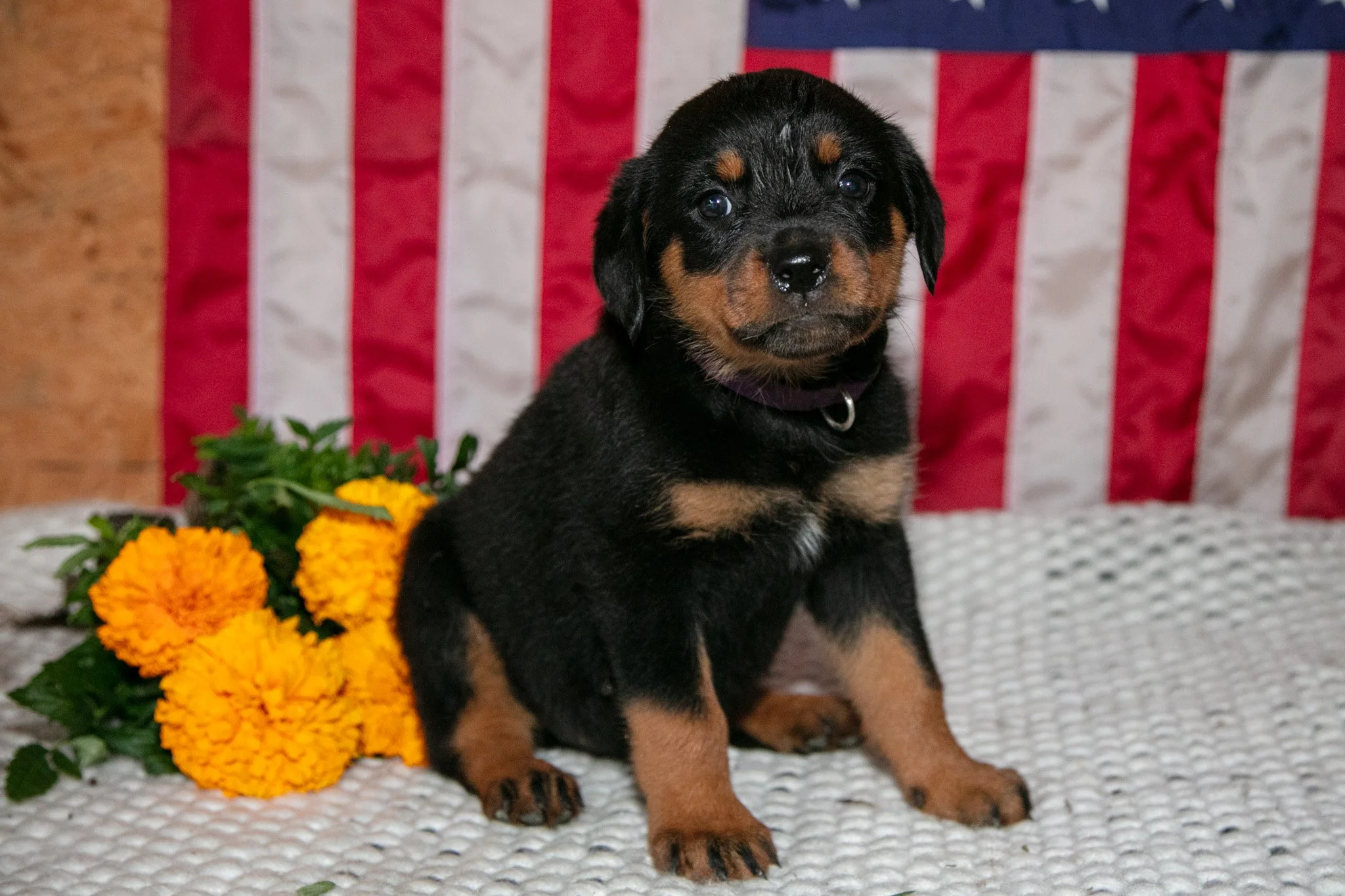 Trudy - $750