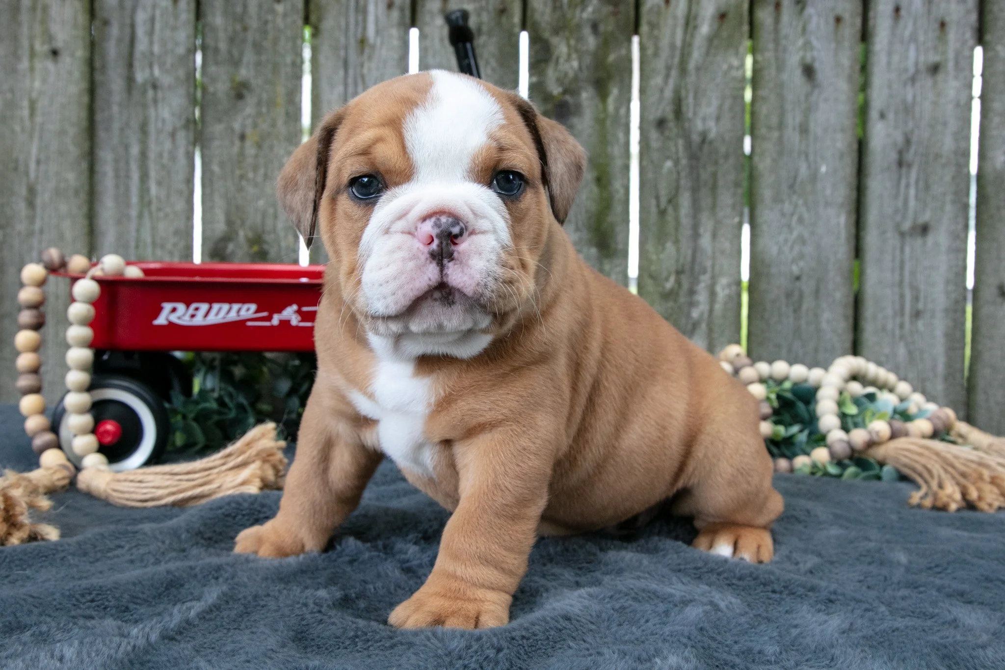 Titus - $1,800