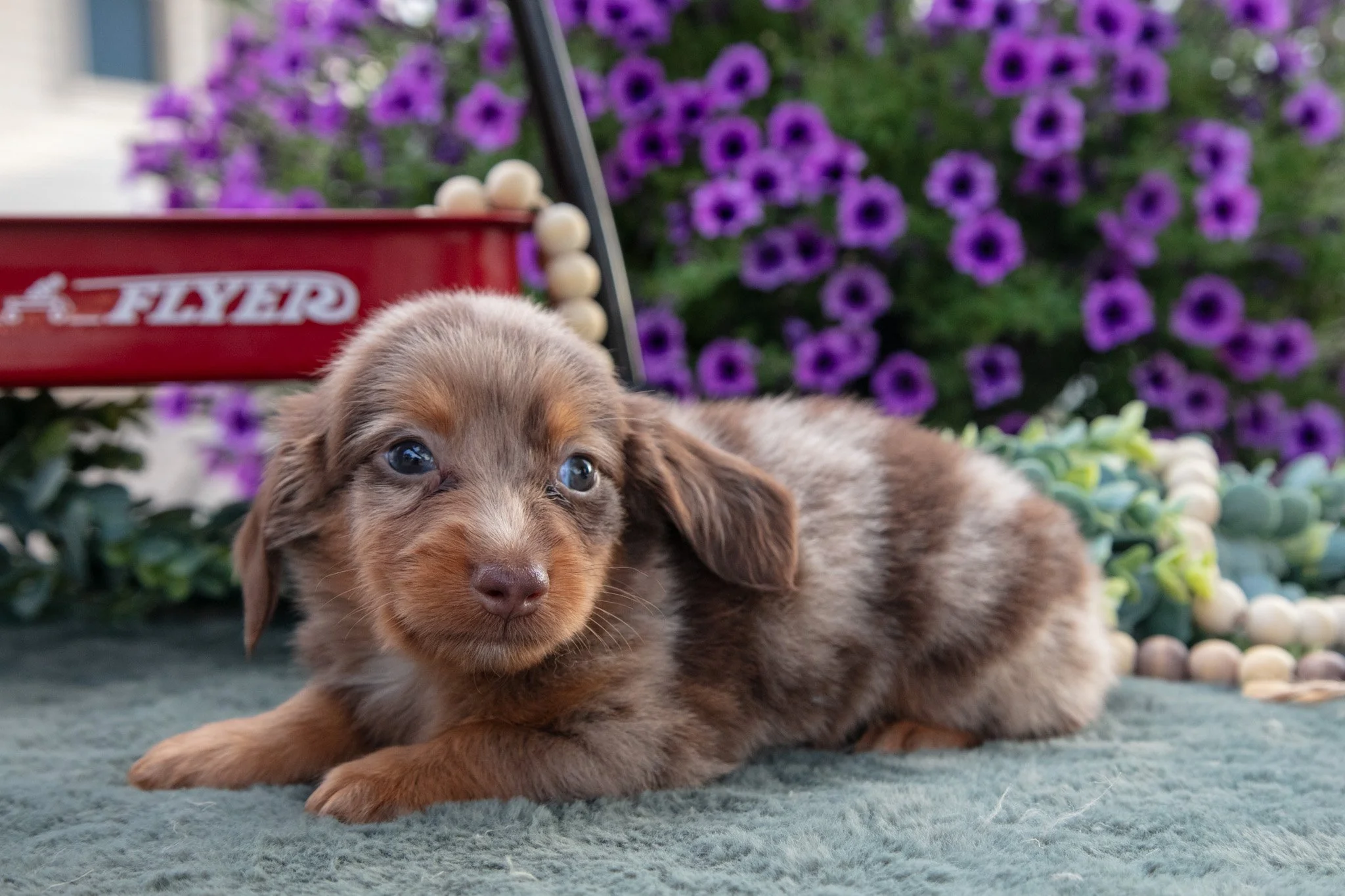 Chipper - $1,900