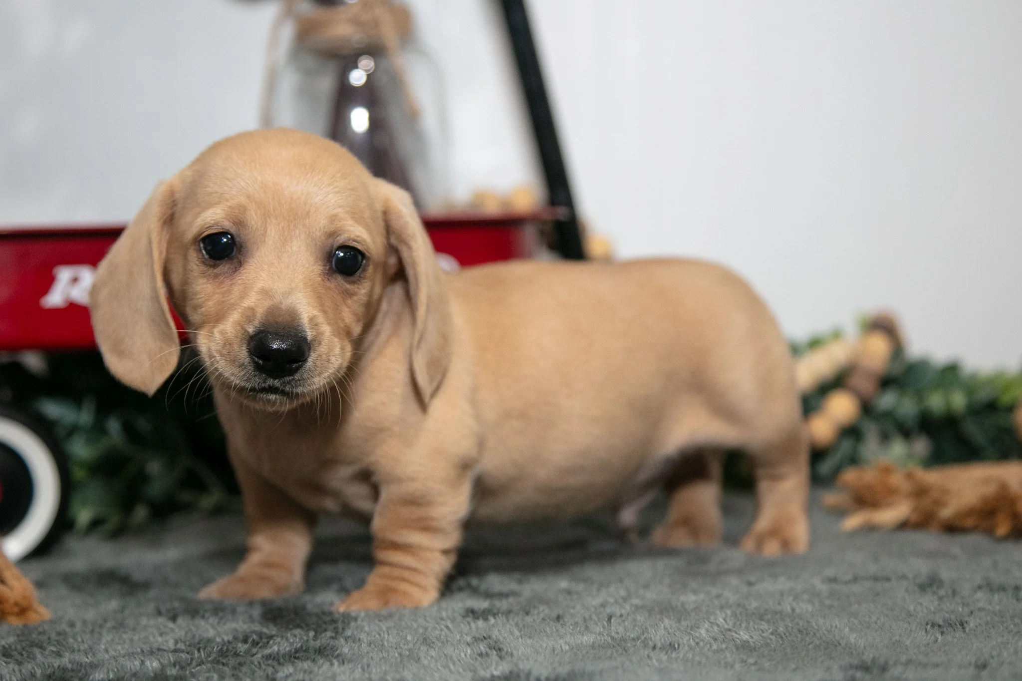 Dumpling - $1,800