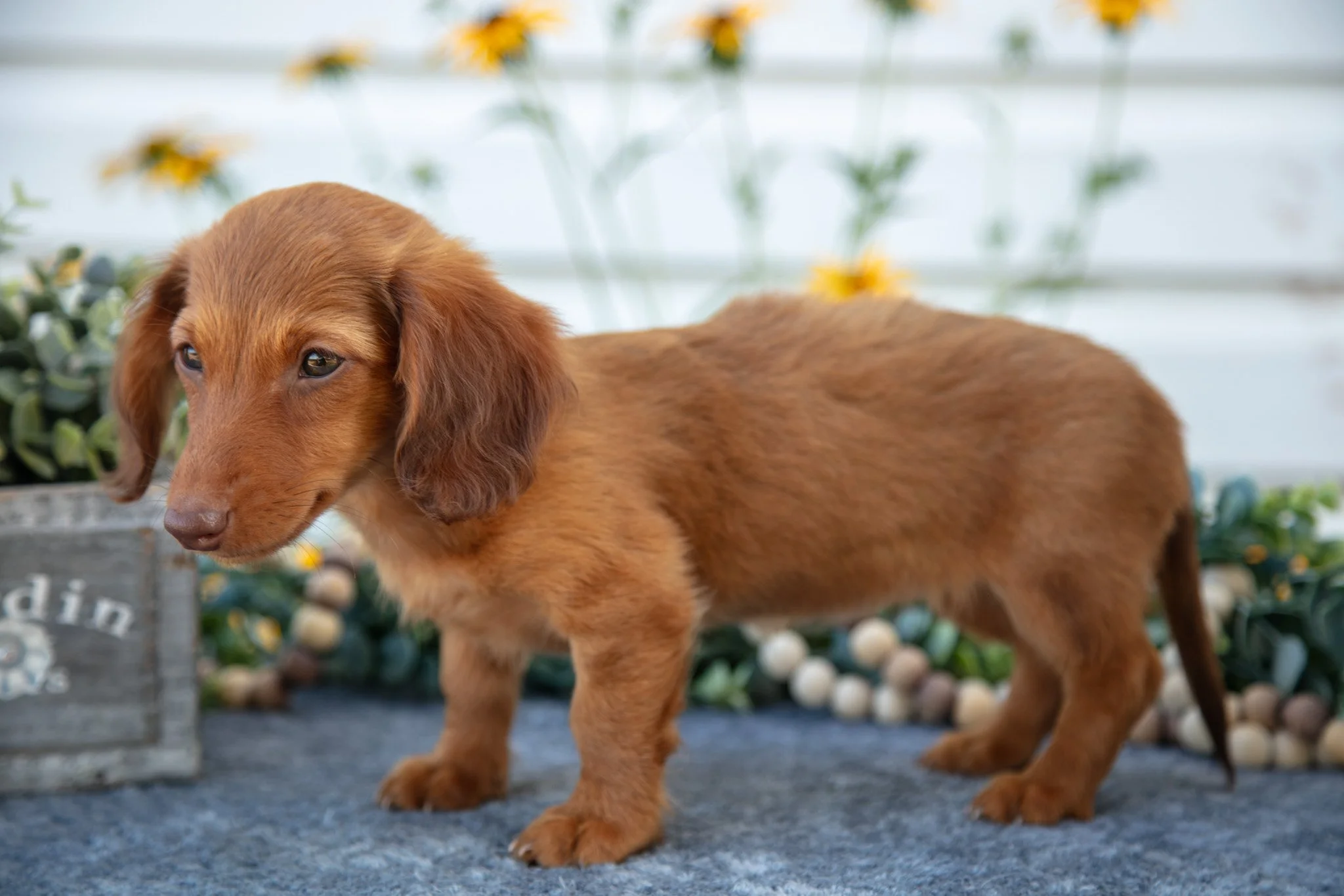 Margie - $1050