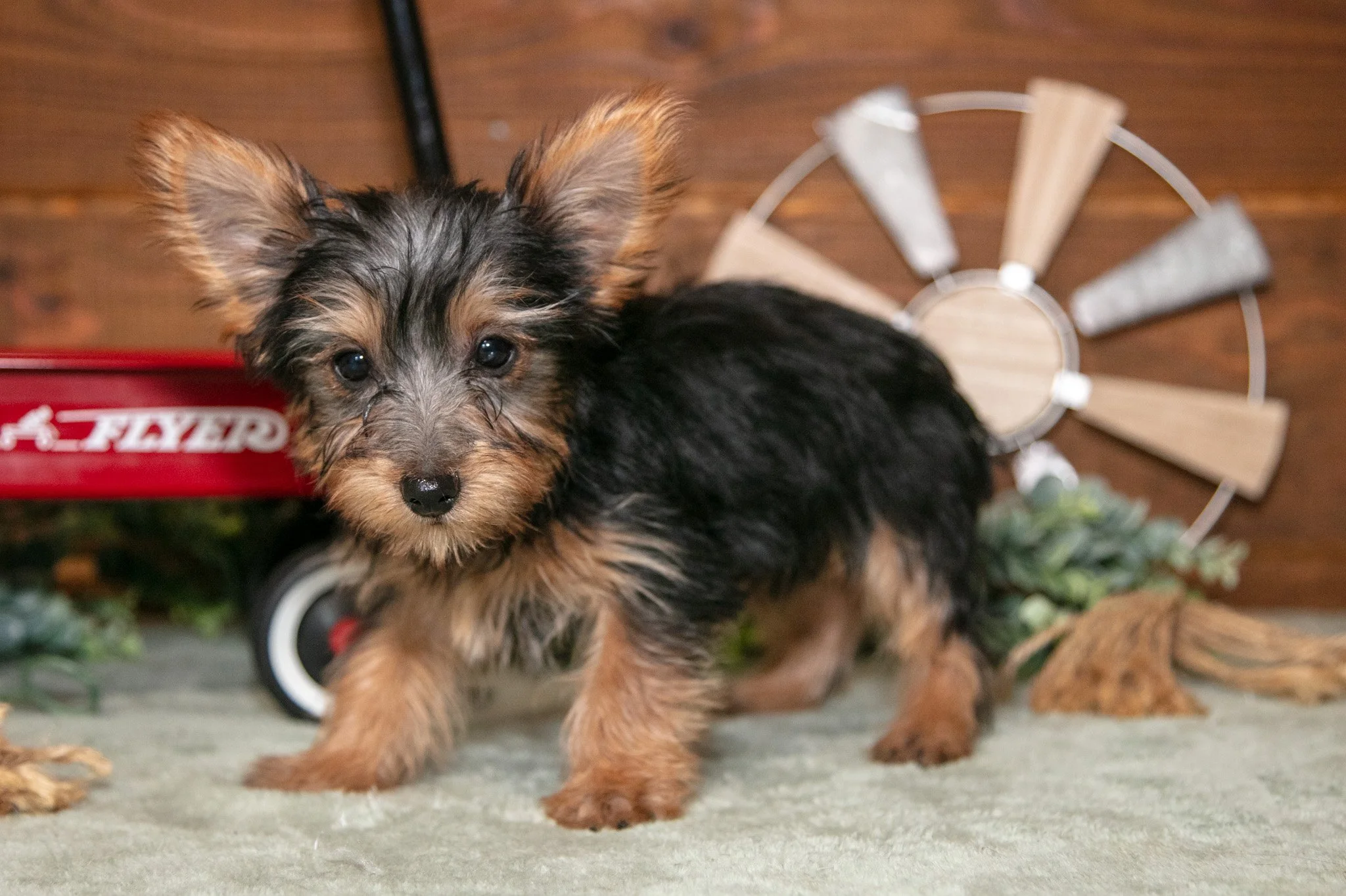 Jackie - $1,000
