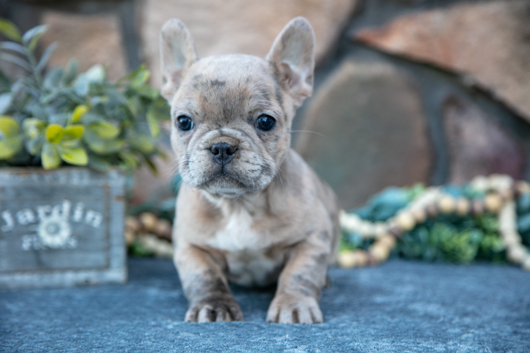Baby - Sold