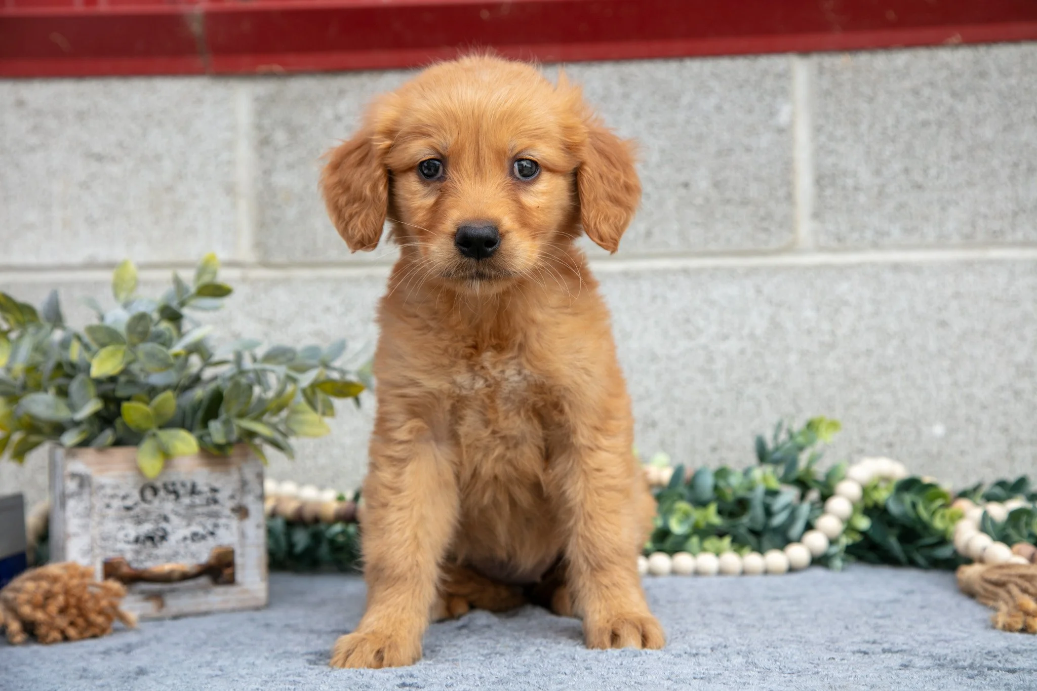 Dixie - Sold